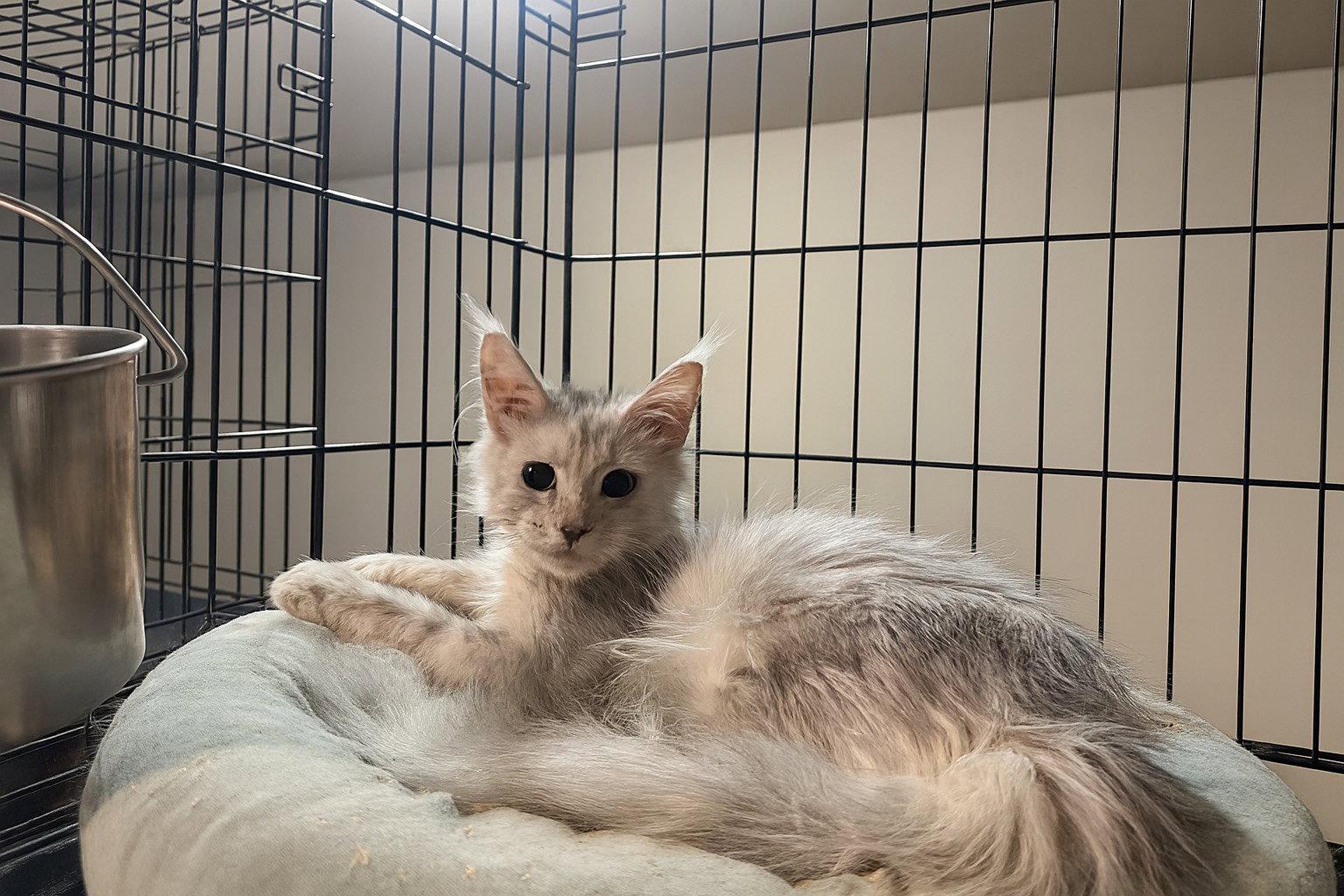 Lady Galinda, Adopted, Young Female Maine Coon.