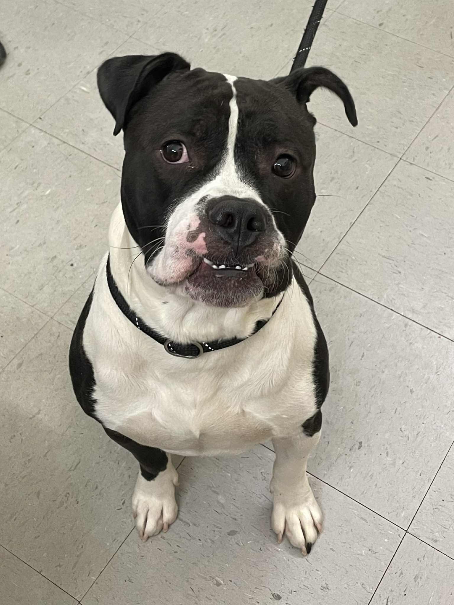 Max, Adoptable, Adult Male Terrier.