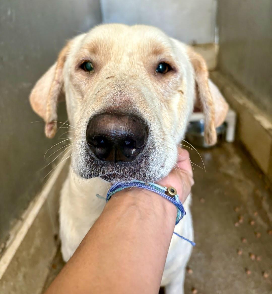 Dumplin, adopted, Adult Male Labrador Retriever & Basset Hound.
