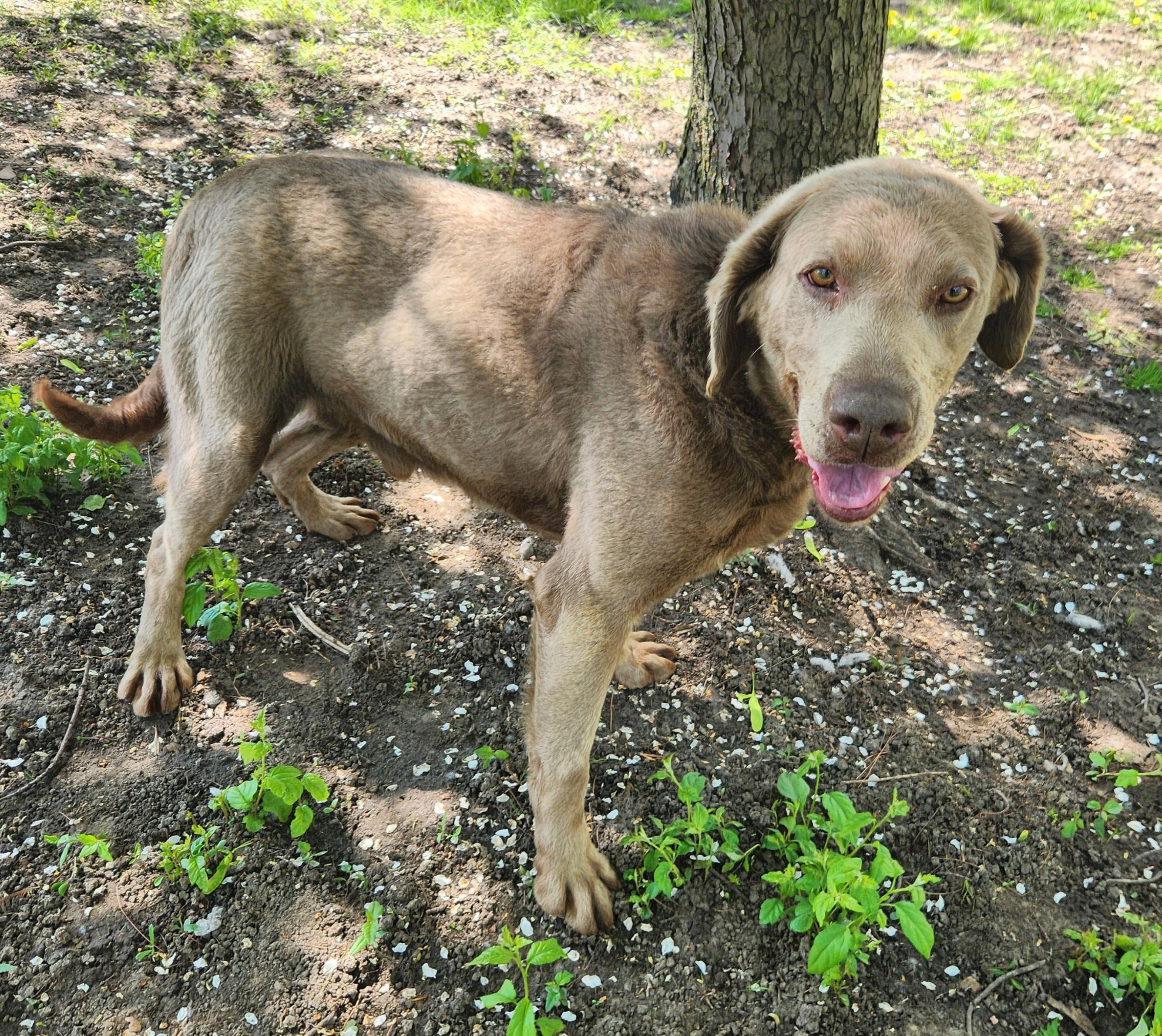 Enlarge William, a ADOPTABLE Labrador Retriever in Liberty Center, OH image 2/6