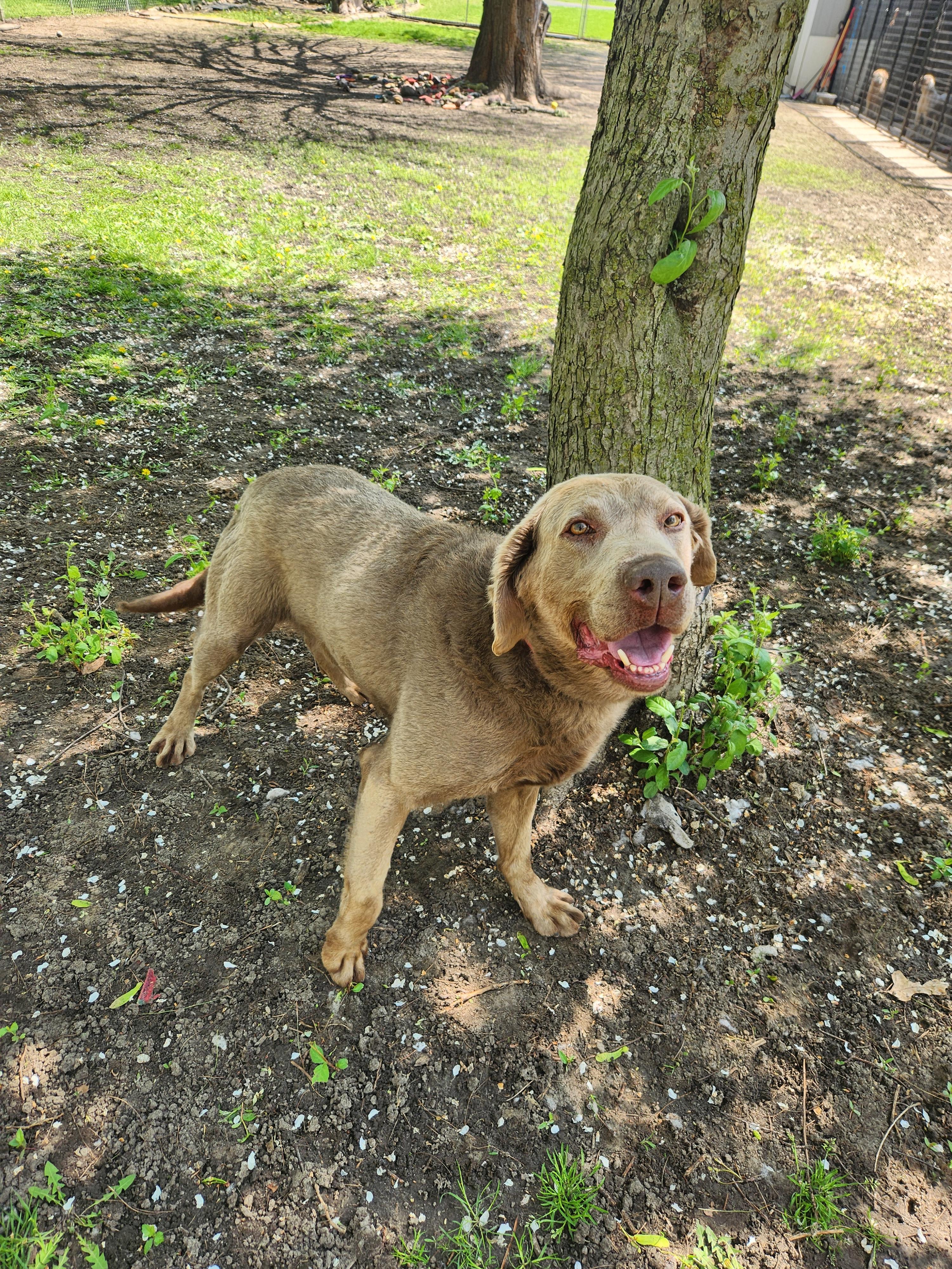 Enlarge William, a ADOPTABLE Labrador Retriever in Liberty Center, OH image 6/6