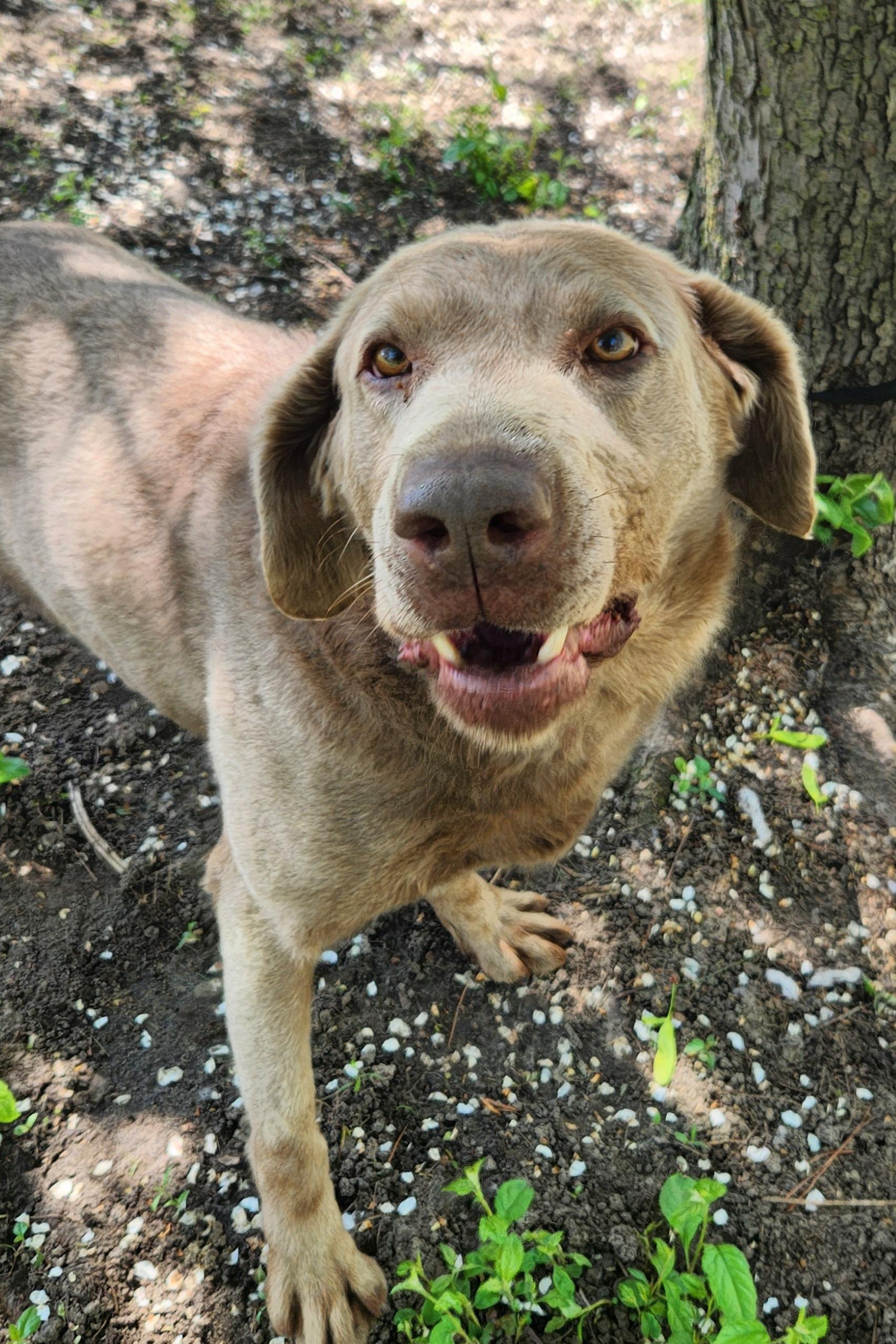 Enlarge William, a ADOPTABLE Labrador Retriever in Liberty Center, OH image 3/6