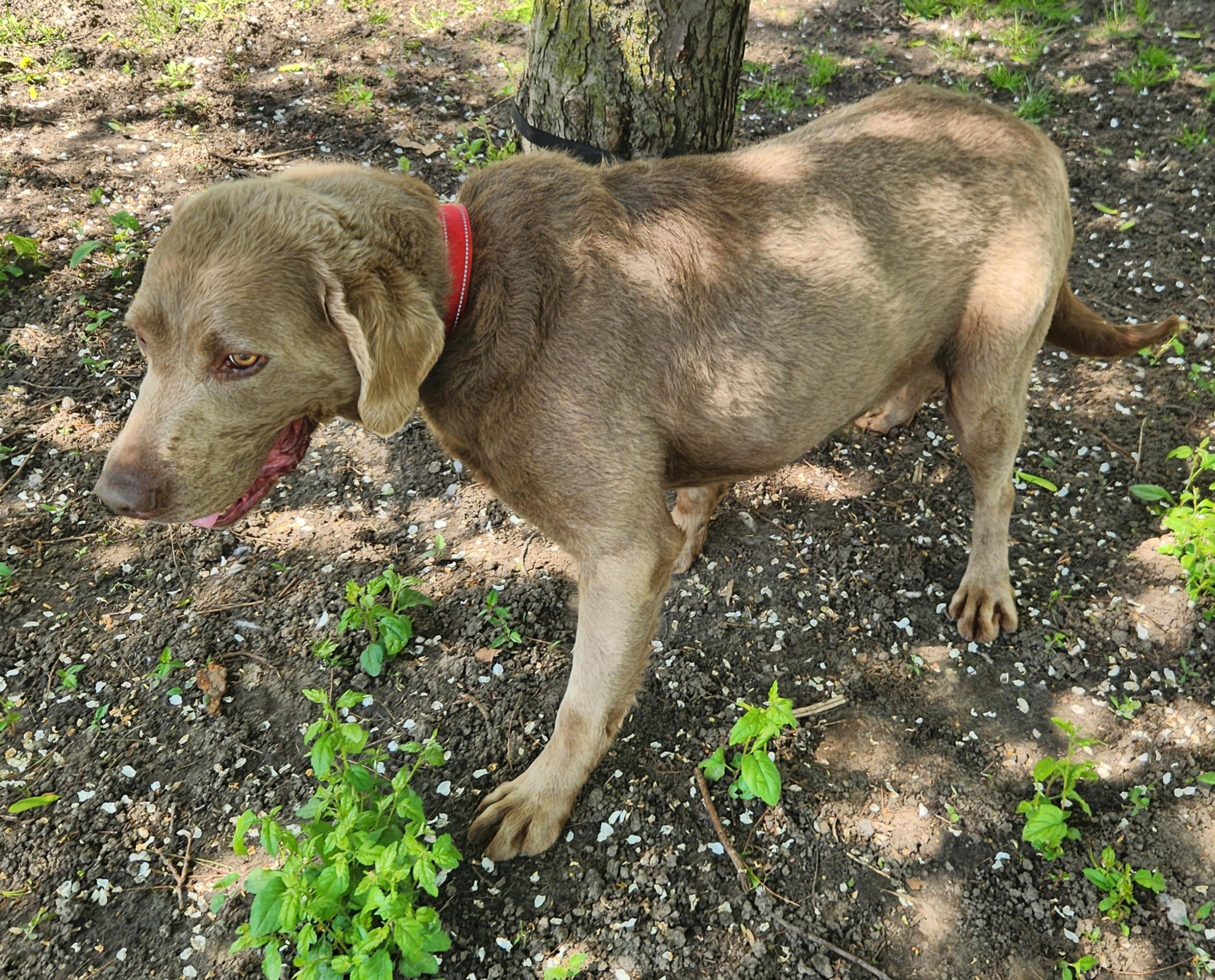 Enlarge William, a ADOPTABLE Labrador Retriever in Liberty Center, OH image 4/6