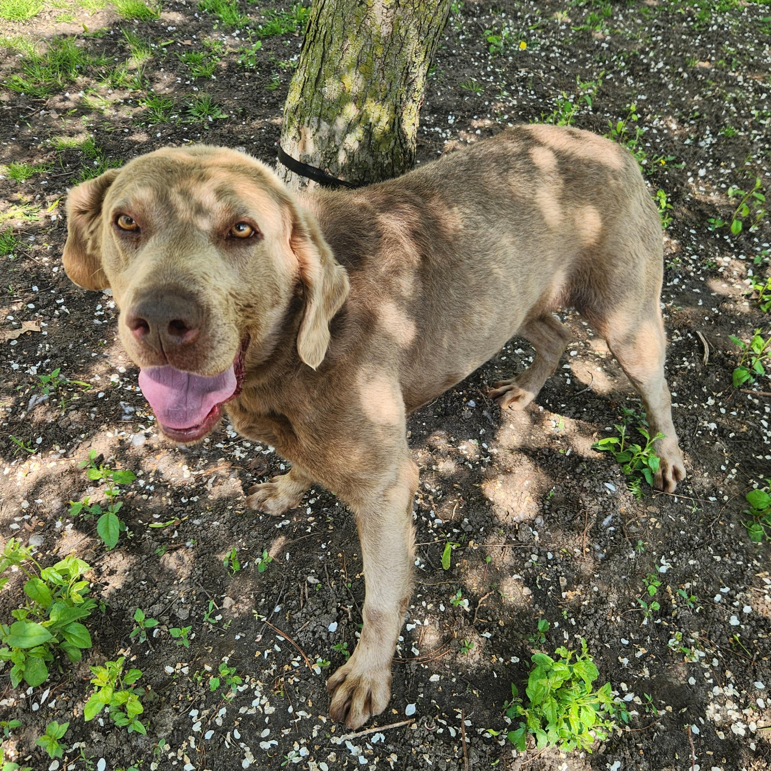 William, ADOPTABLE, Adult Male Labrador Retriever.