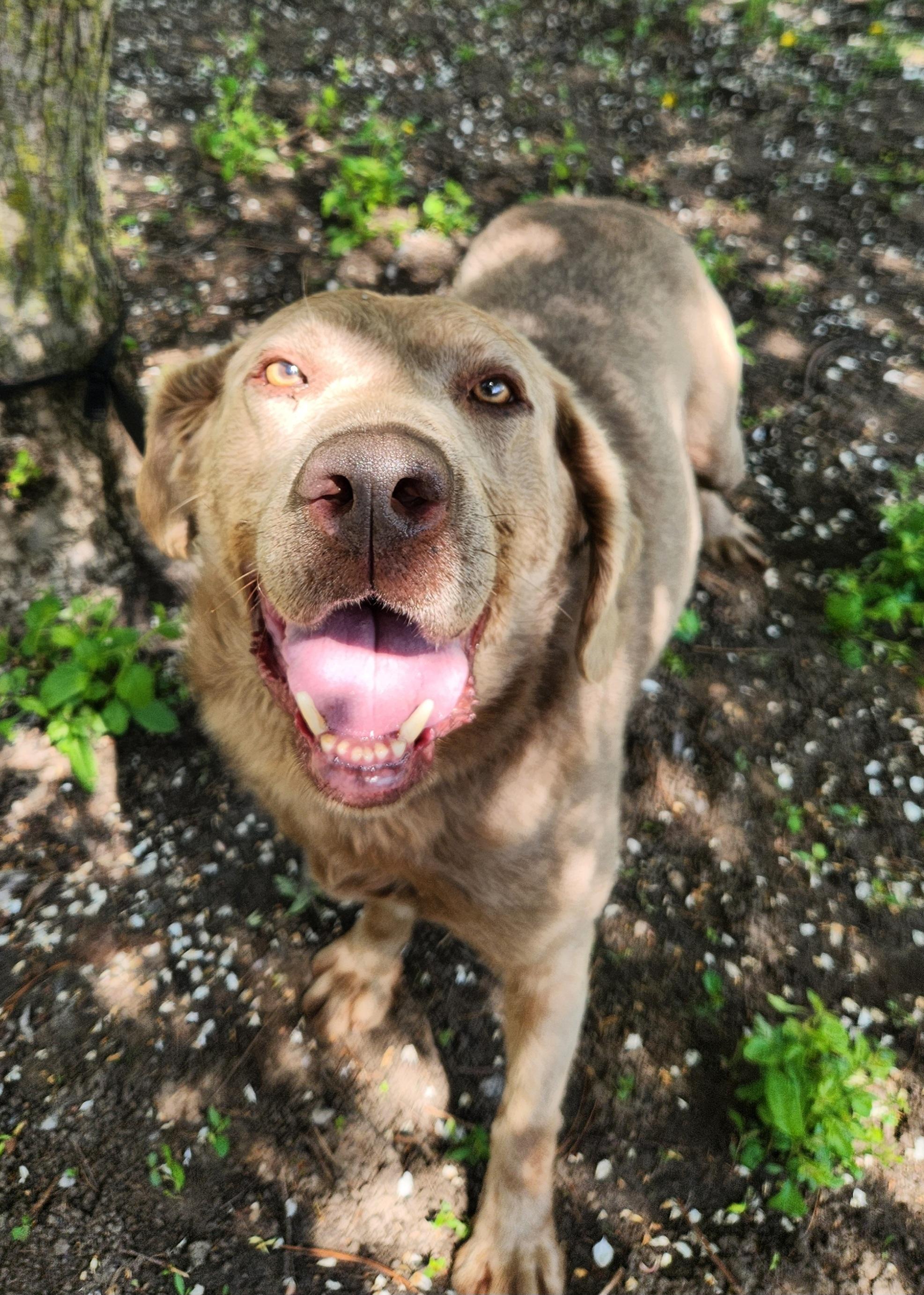 Enlarge William, a ADOPTABLE Labrador Retriever in Liberty Center, OH image 5/6