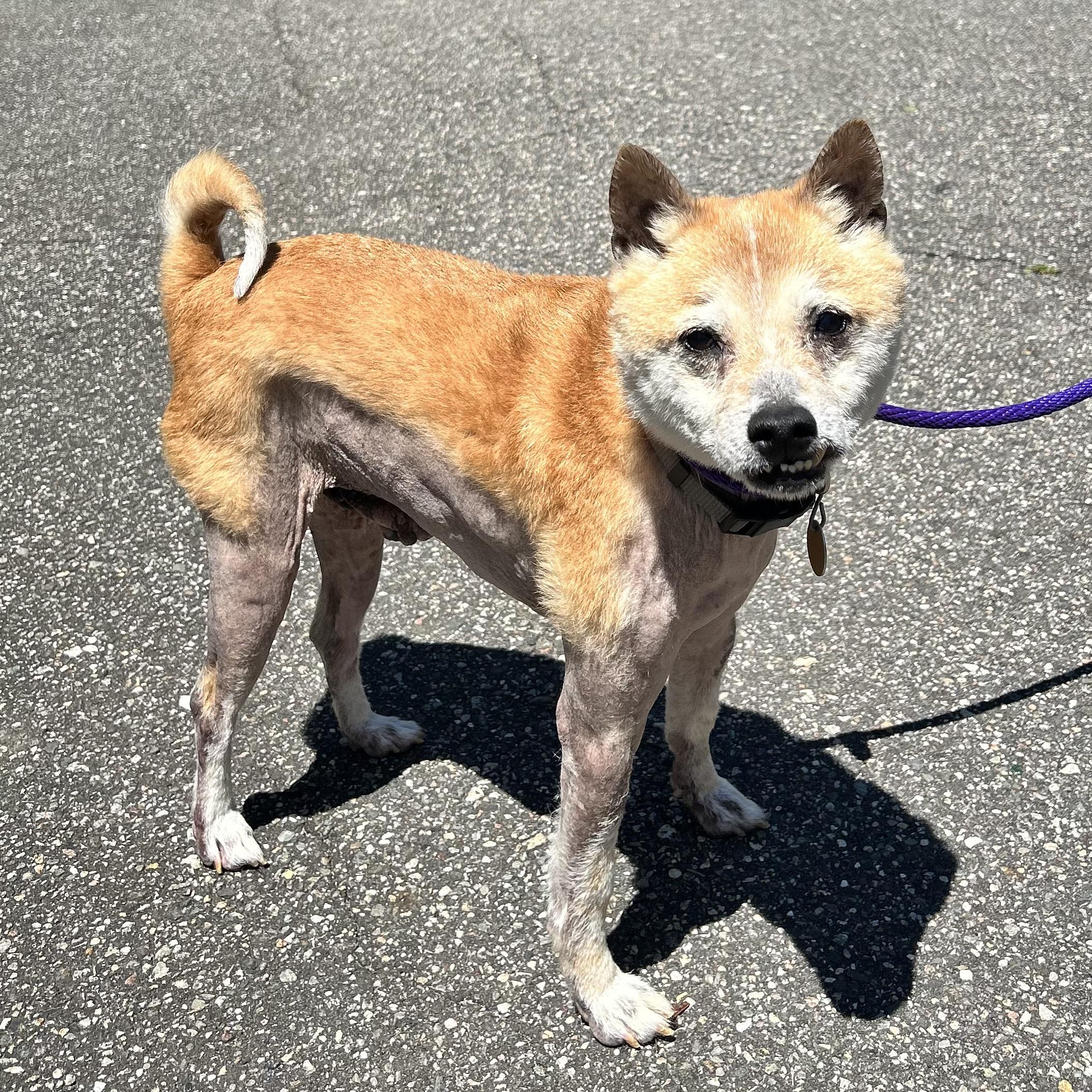 Enlarge Bandit, a Adoptable mixed breed in Huntington, NY image 1/1