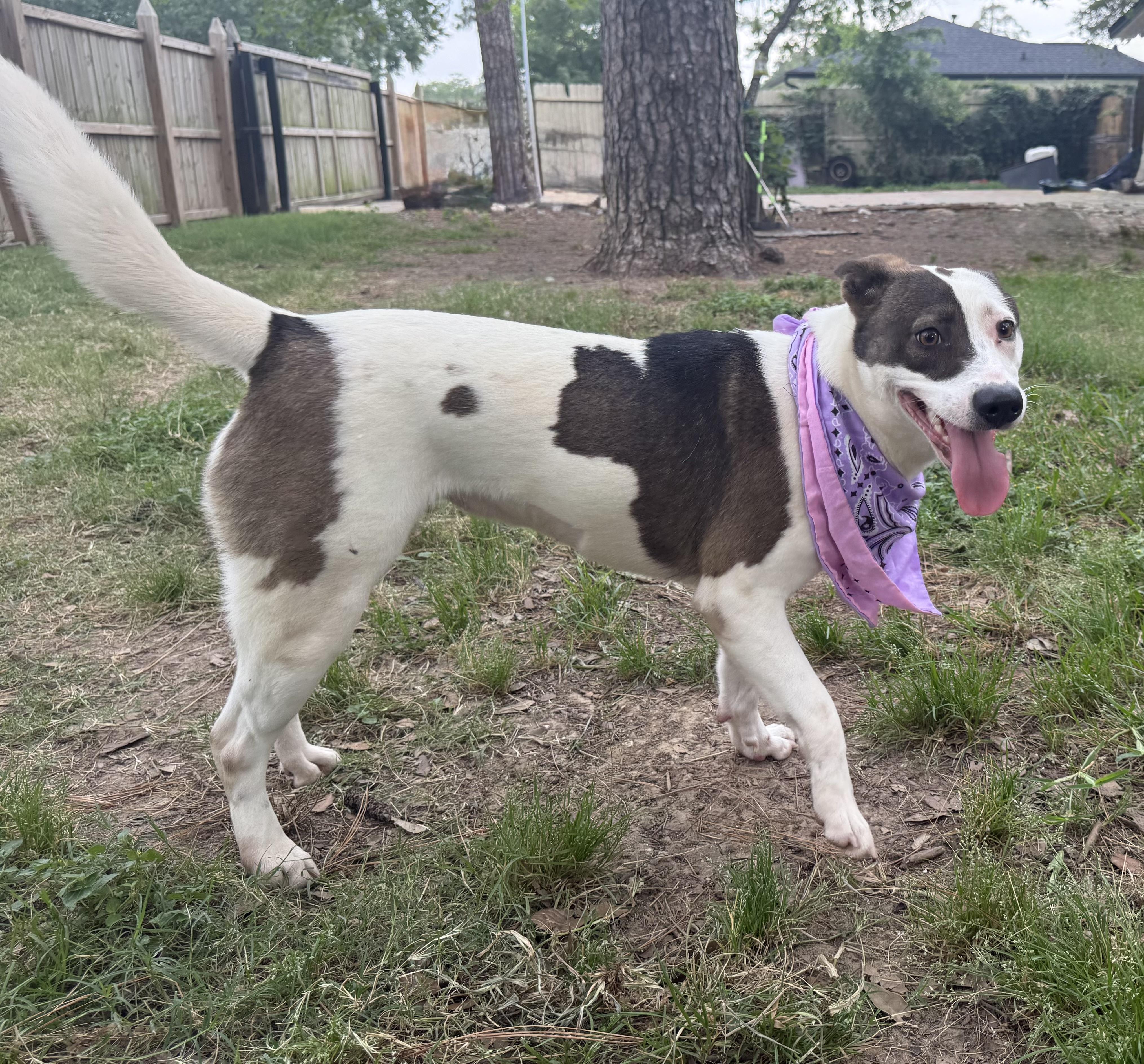 Elsa, Young Female Smooth Fox Terrier