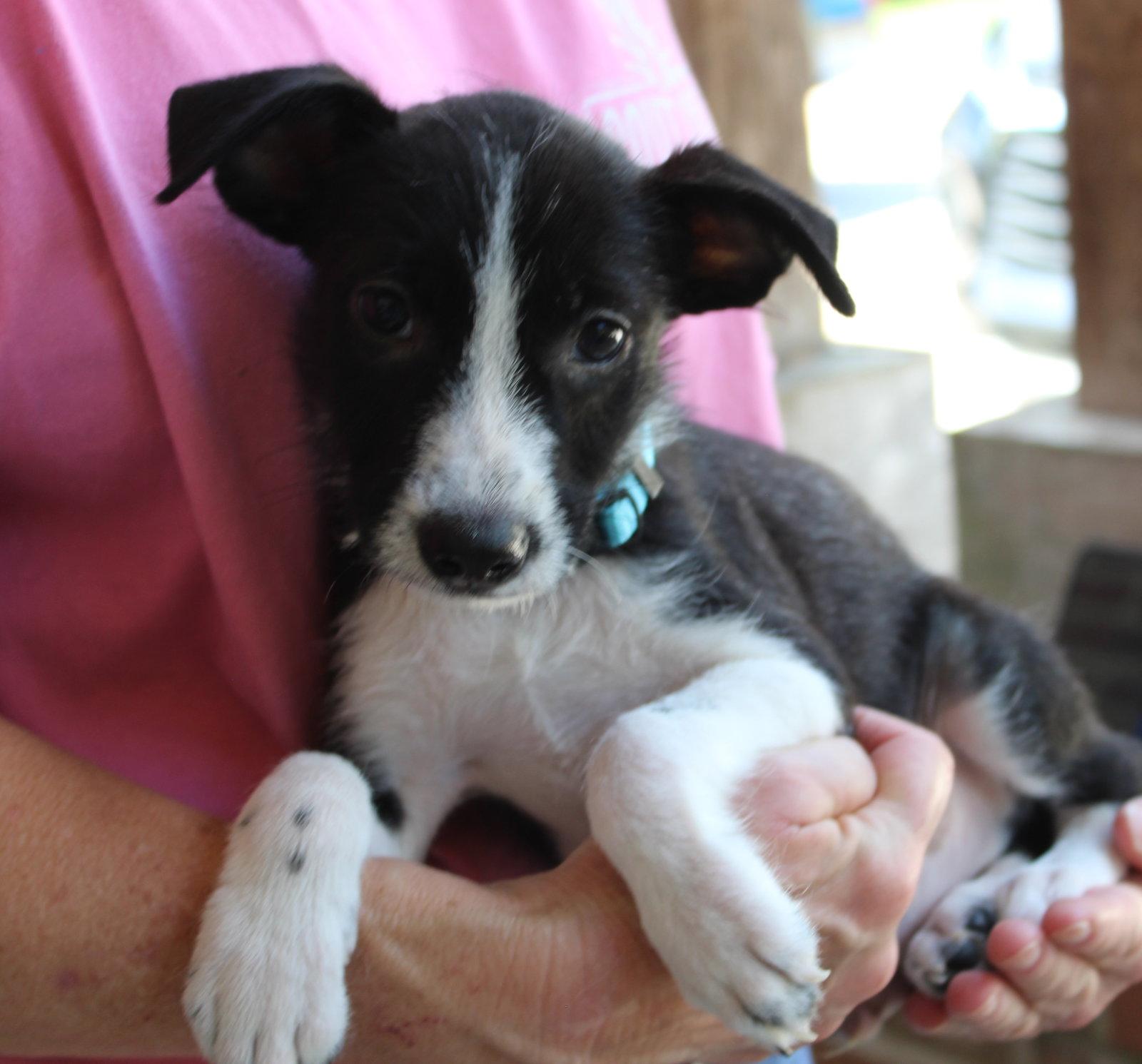 Donny 44365, Adoptable, Puppy Male Terrier.