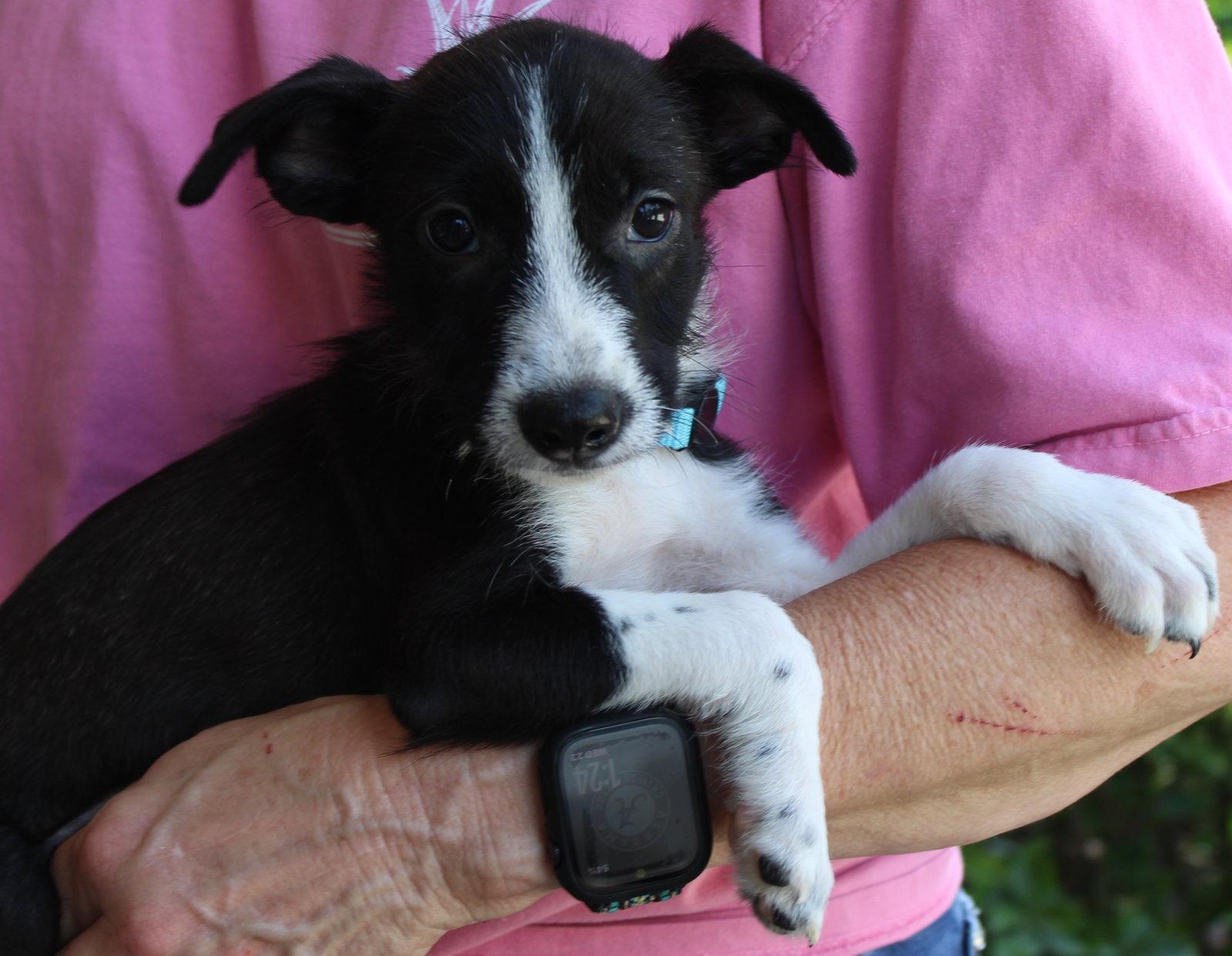 Enlarge Donny 44365, a Adoptable Terrier in Prattville, AL image 2/3