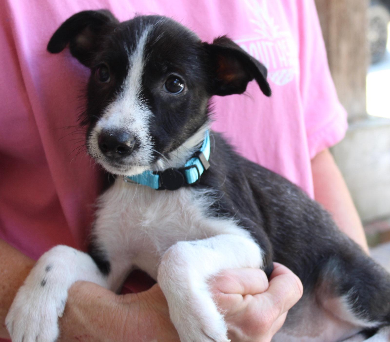 Enlarge Donny 44365, a Adoptable Terrier in Prattville, AL image 3/3