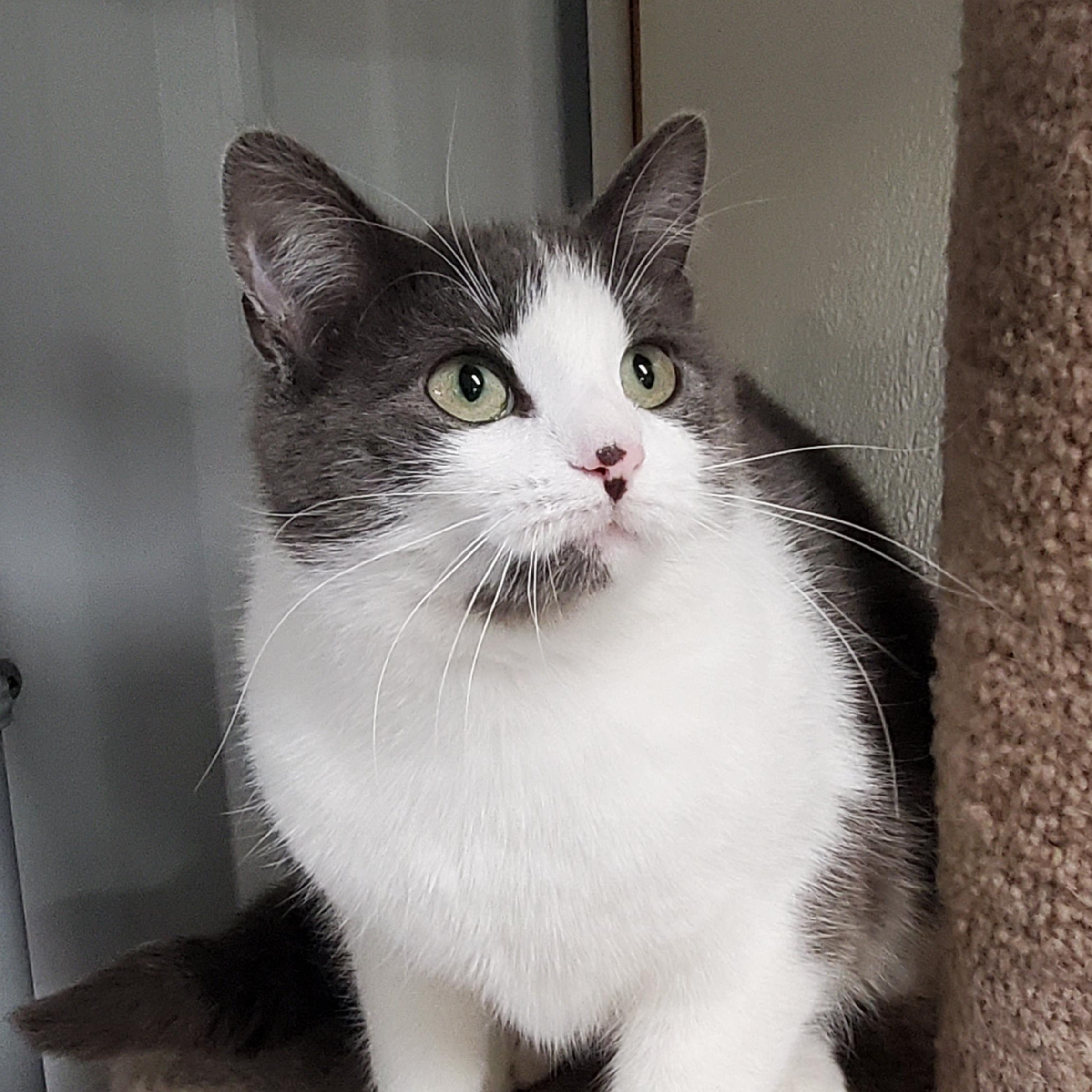 Enlarge Clawdia, a ADOPTABLE Domestic Short Hair in Marseilles, IL image 1/1