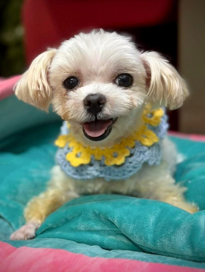 Shrimp, Adoptable, Adult Male Maltese.