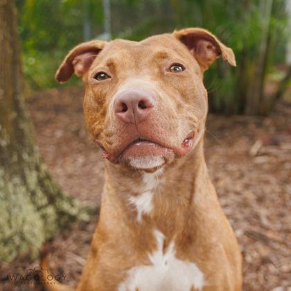 Ruby, Adoptable, Adult Female Terrier & Mixed Breed.