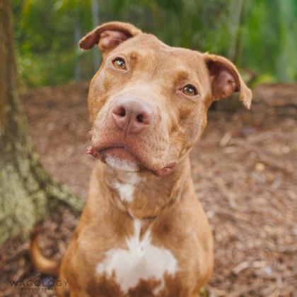 Enlarge Ruby, a Adoptable mixed breed in Largo, FL image 2/2