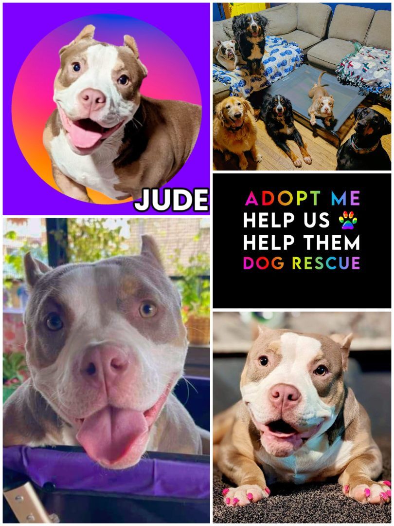 Jude, Adoptable, Young Female American Bully & Pit Bull Terrier.