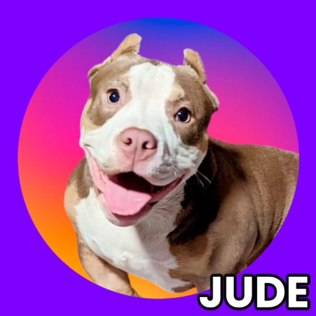 Jude, a Adoptable mixed breed in Ferndale, MI image 2/5