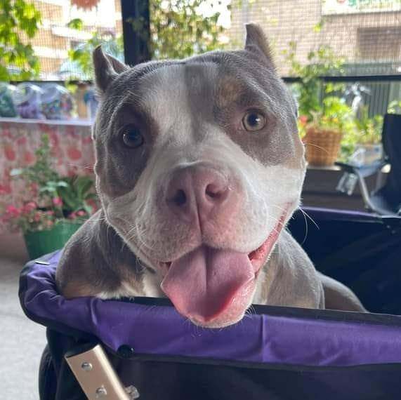 Jude, Young Female American Bully