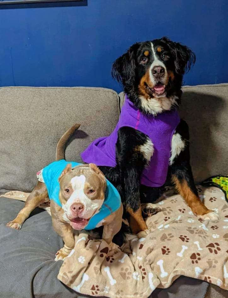 Jude, a Adoptable mixed breed in Ferndale, MI image 4/5