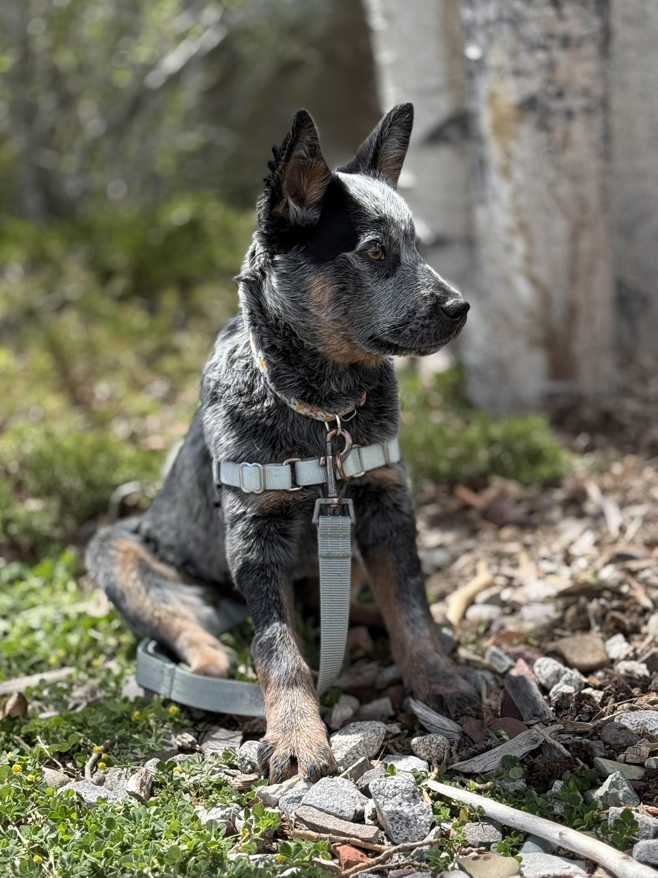 Enlarge Gracie, an adopted mixed breed in Eagle, CO image 4/6