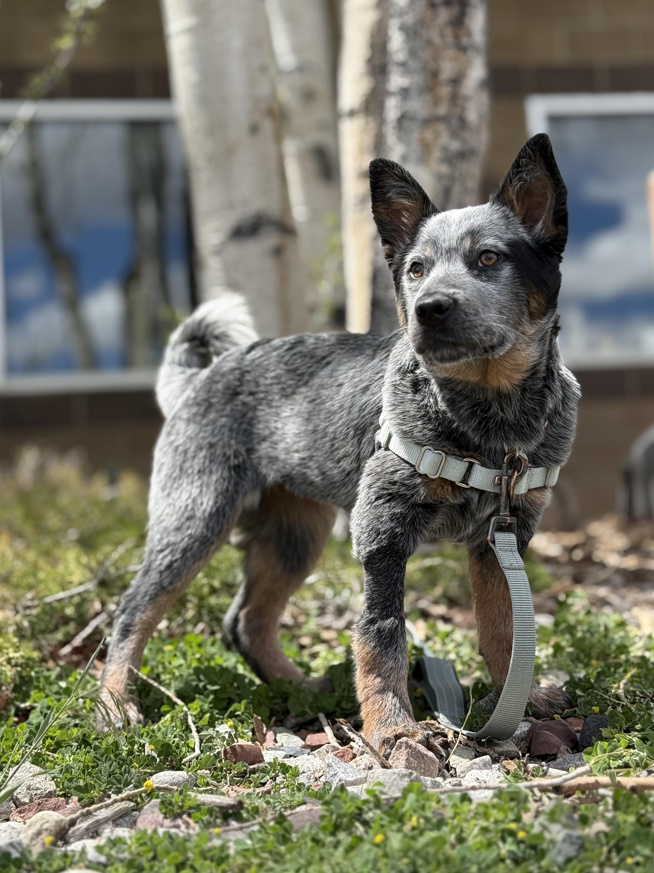 Enlarge Gracie, an adopted mixed breed in Eagle, CO image 6/6