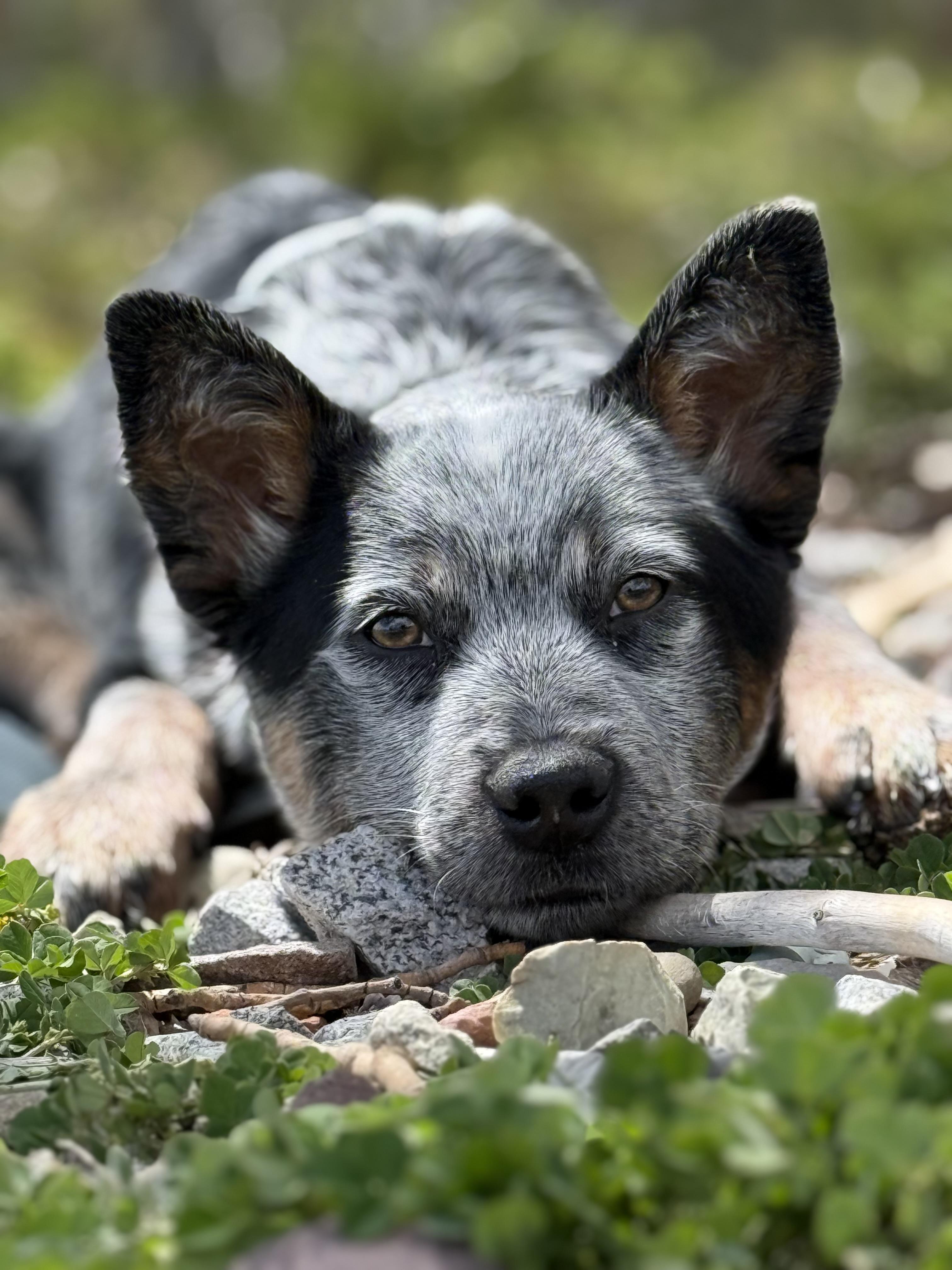 Enlarge Gracie, an adopted mixed breed in Eagle, CO image 1/6