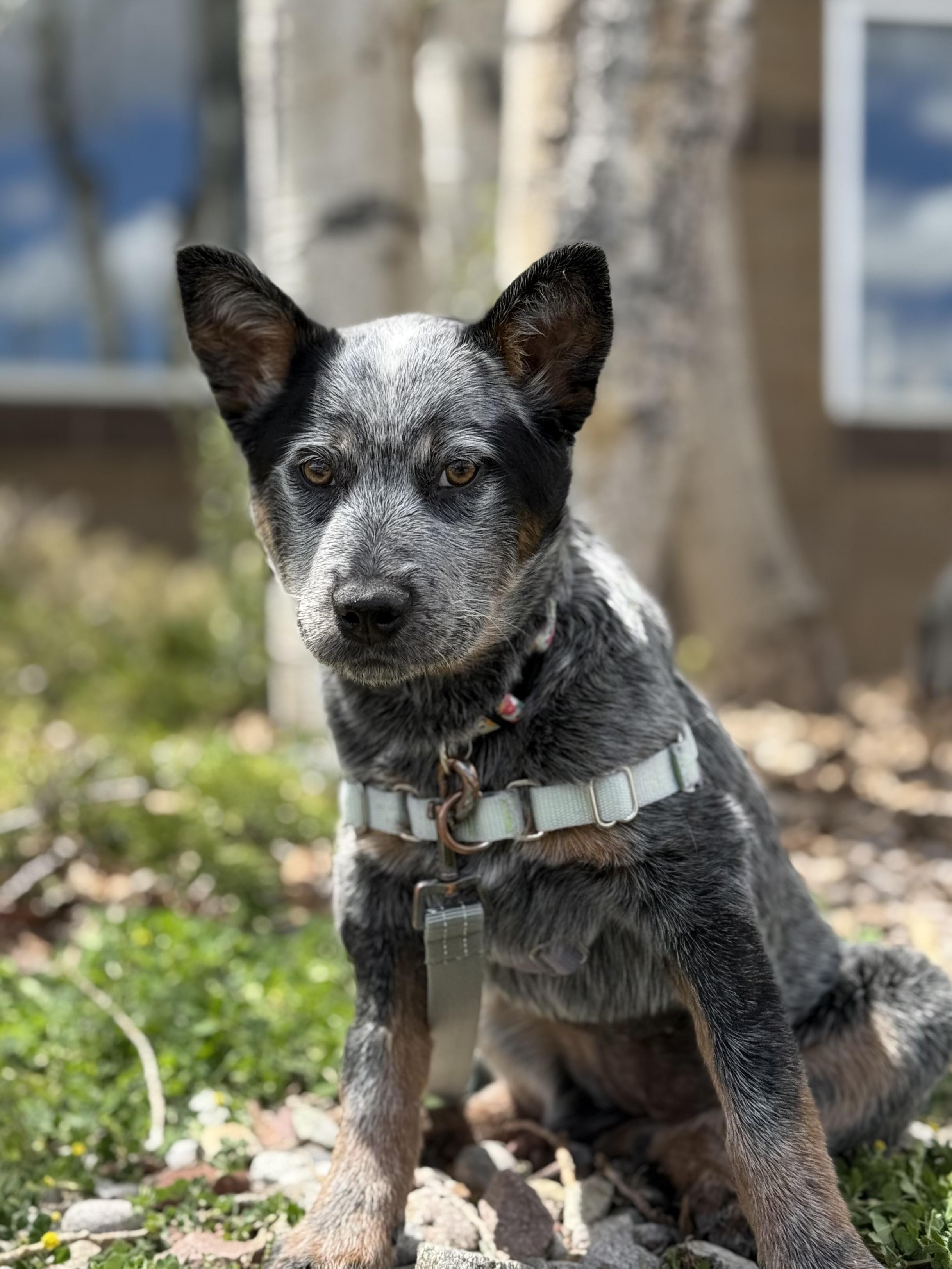 Enlarge Gracie, an adopted mixed breed in Eagle, CO image 5/6