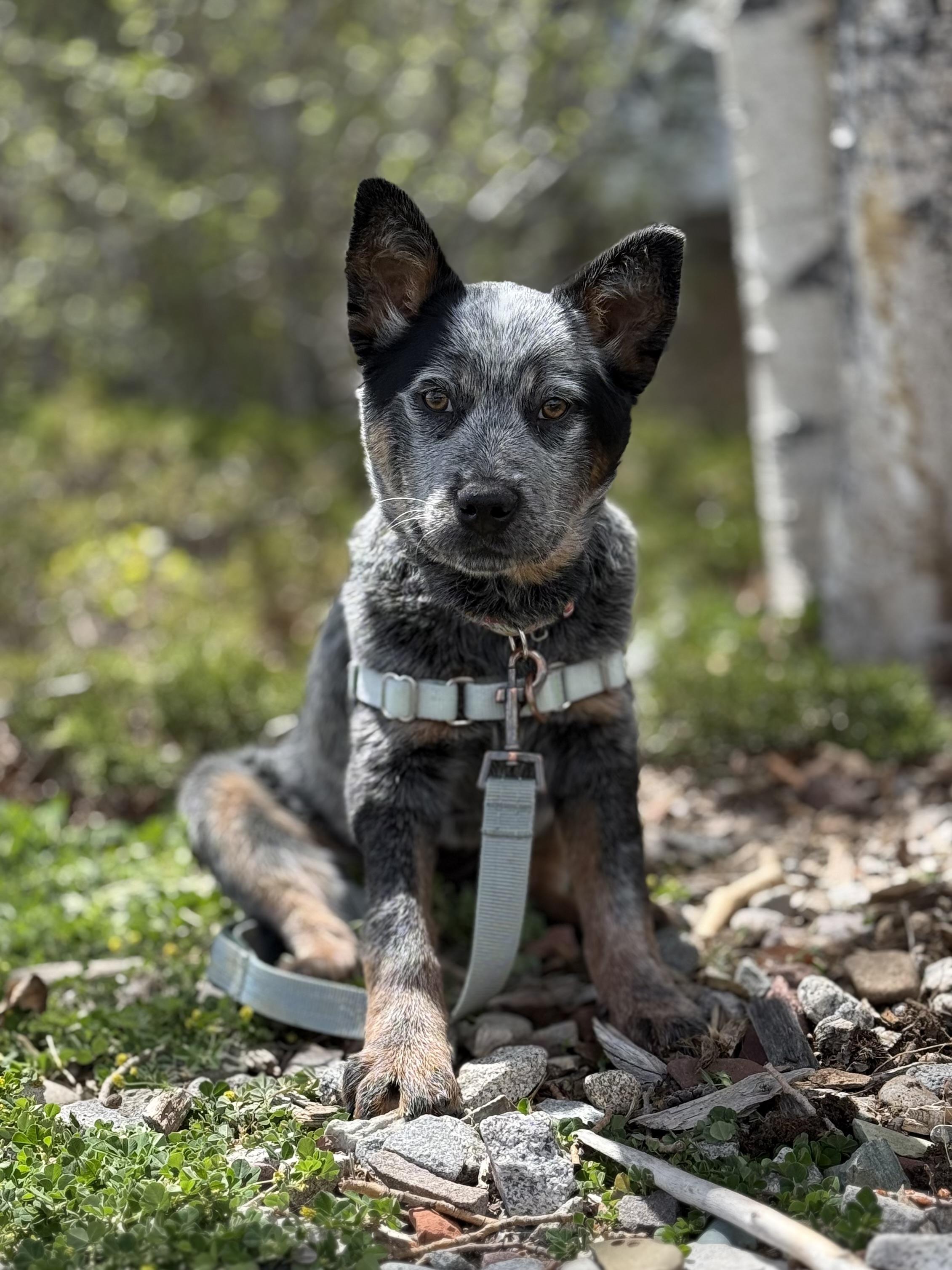 Enlarge Gracie, an adopted mixed breed in Eagle, CO image 3/6