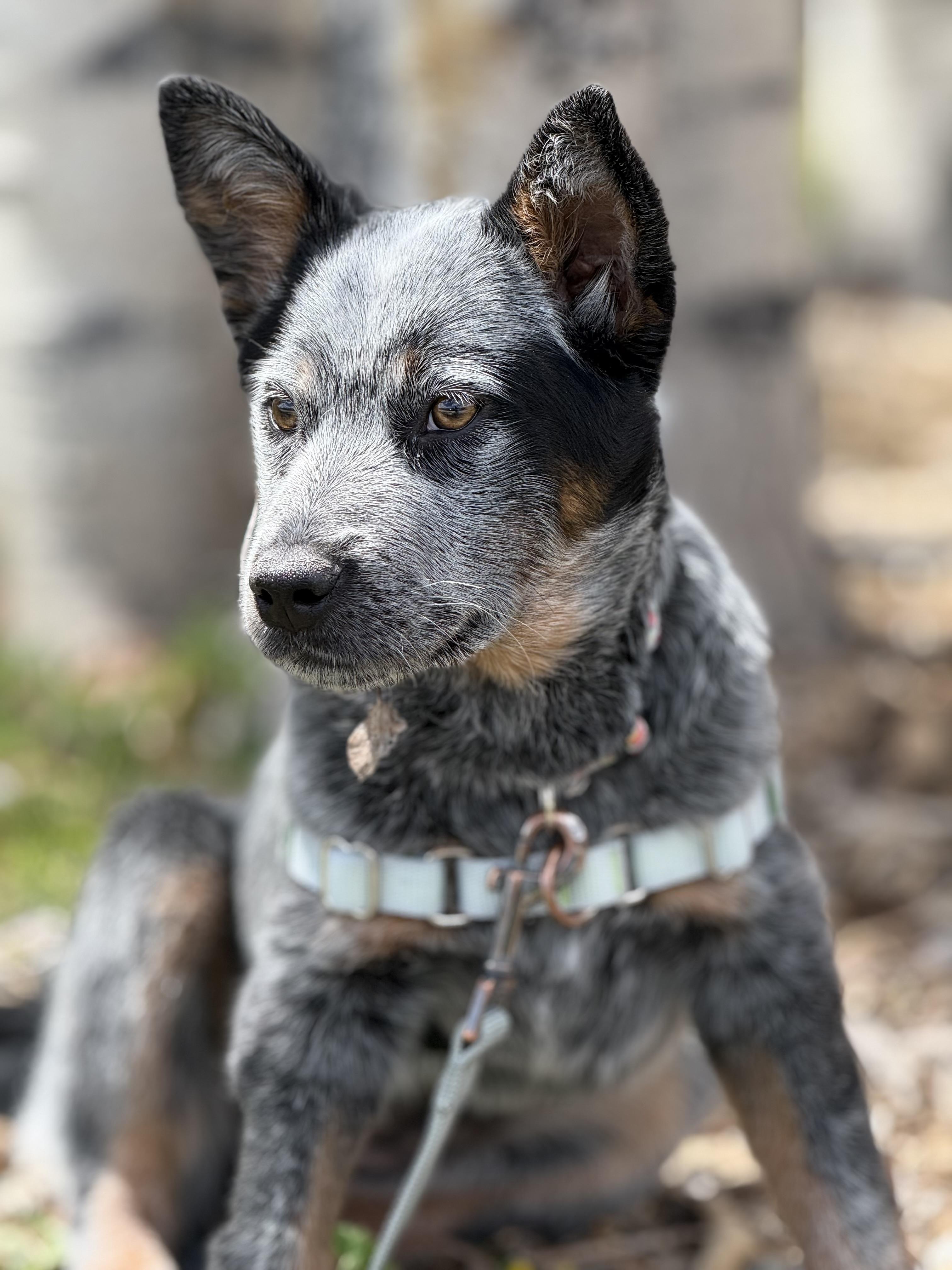 Enlarge Gracie, an adopted mixed breed in Eagle, CO image 2/6
