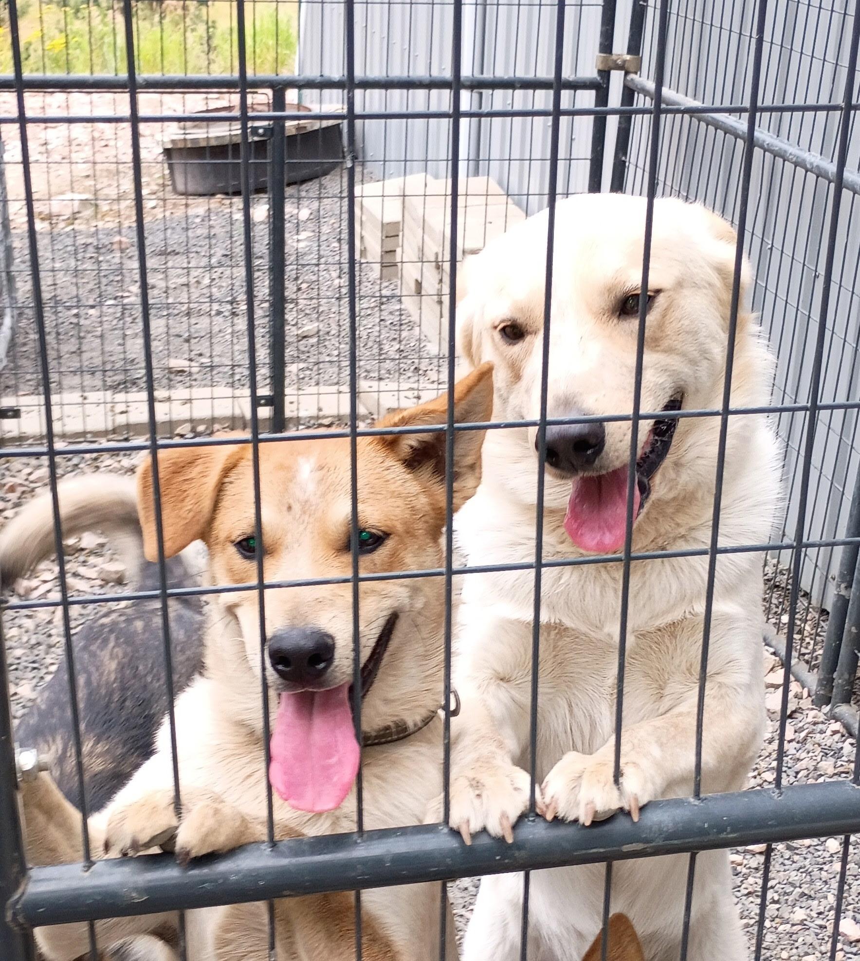 Enlarge Gus, a Adopted Australian Cattle Dog / Blue Heeler in Spokane, WA image 1/1