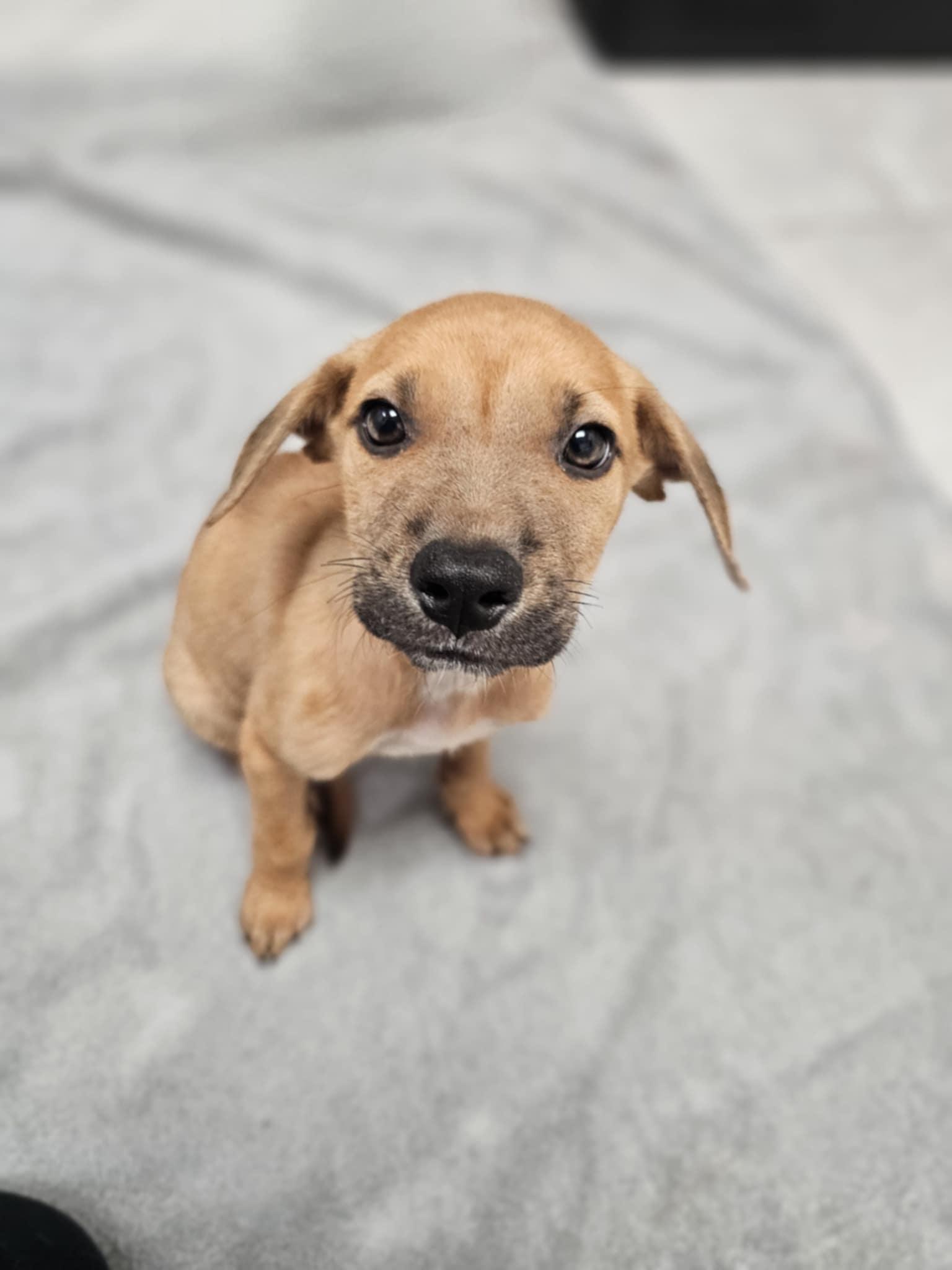 Jacob Labrador Retriever Dog