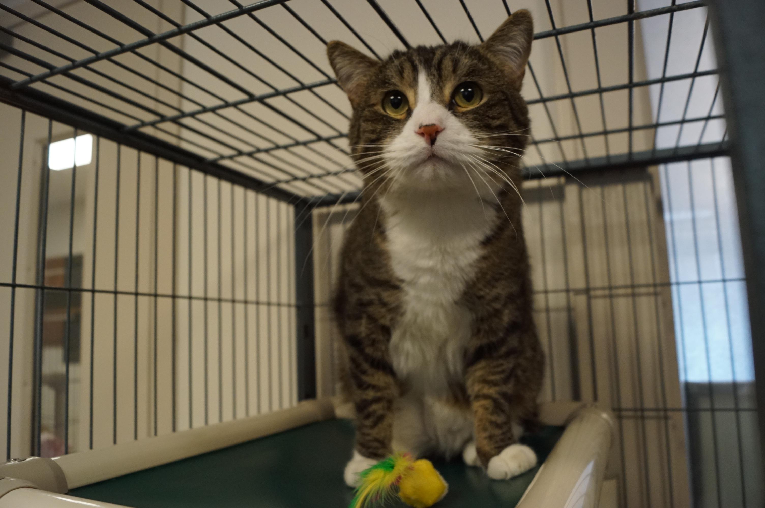Enlarge Bumble, a Adoptable mixed breed in New Milford, CT image 2/6
