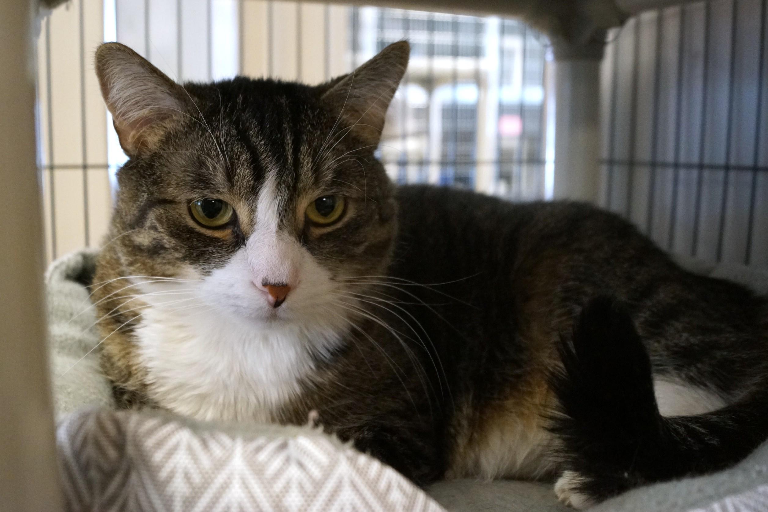 Enlarge Bumble, a Adoptable mixed breed in New Milford, CT image 6/6