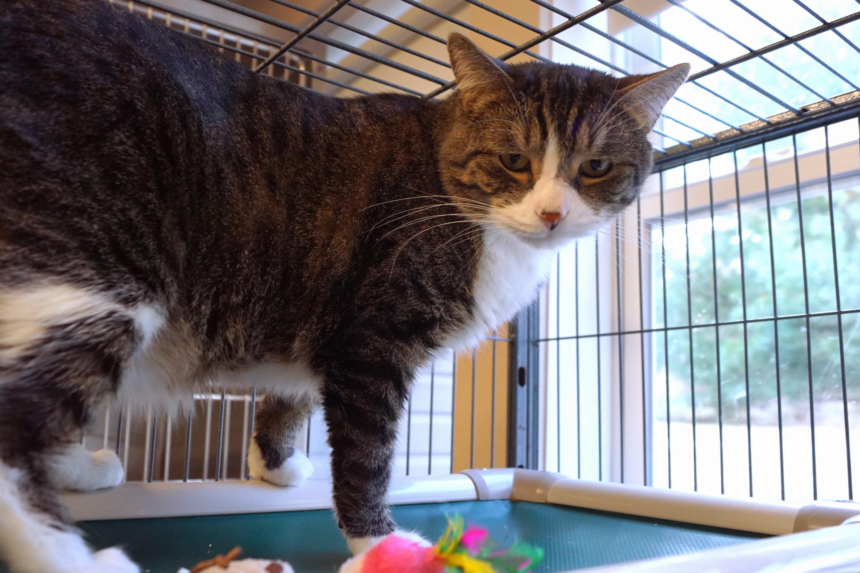 Bumble, Adoptable, Adult Male Tabby & Domestic Short Hair.