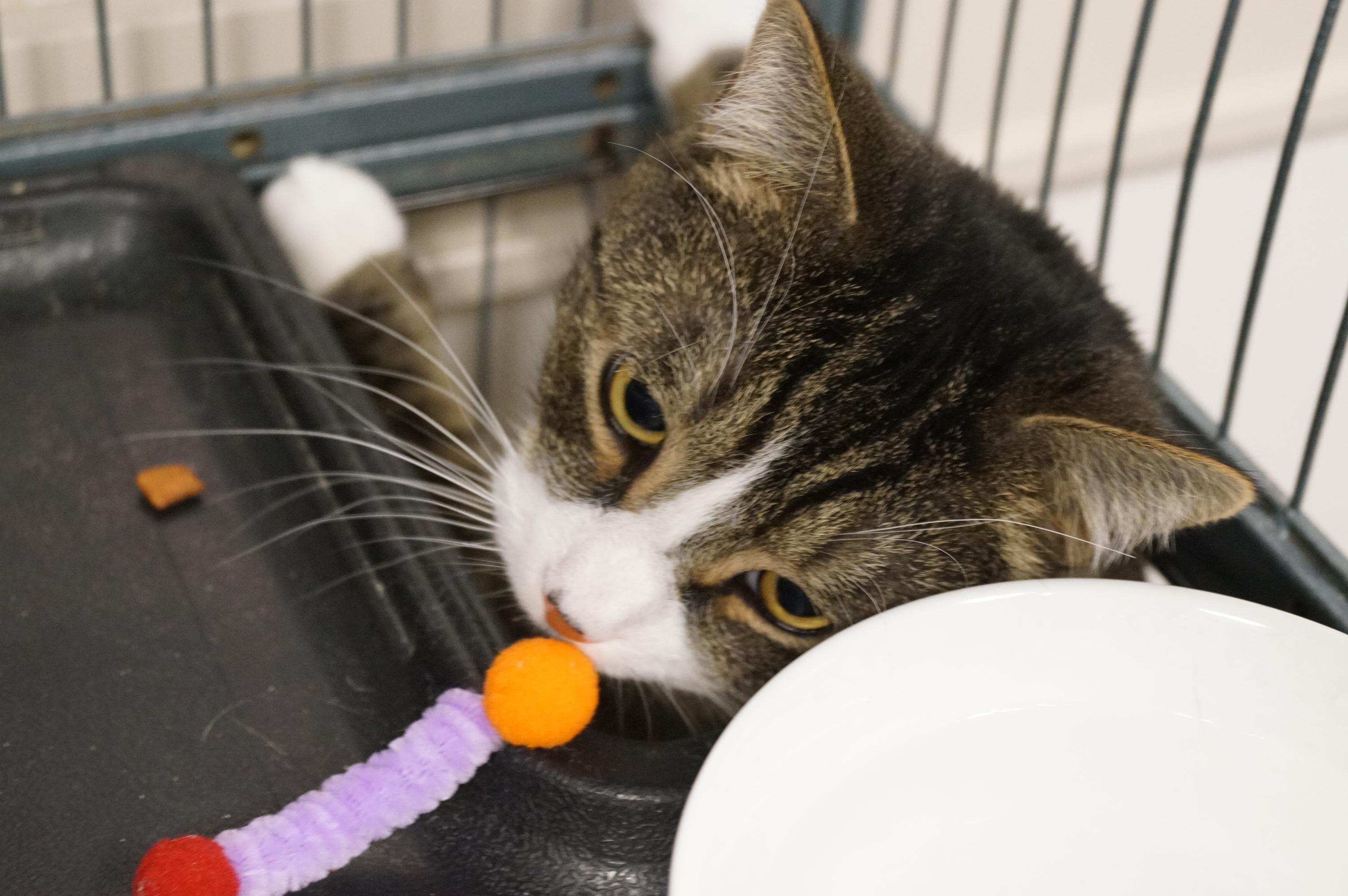 Enlarge Bumble, a Adoptable mixed breed in New Milford, CT image 4/6