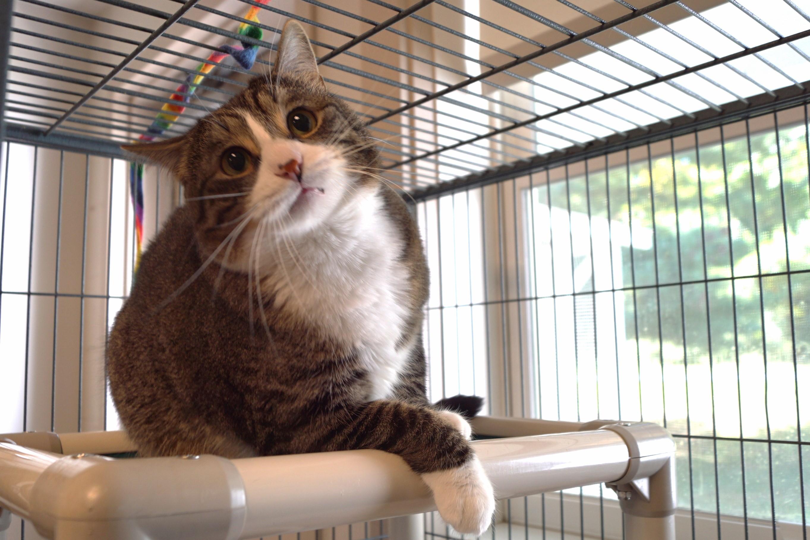 Enlarge Bumble, a Adoptable mixed breed in New Milford, CT image 2/6