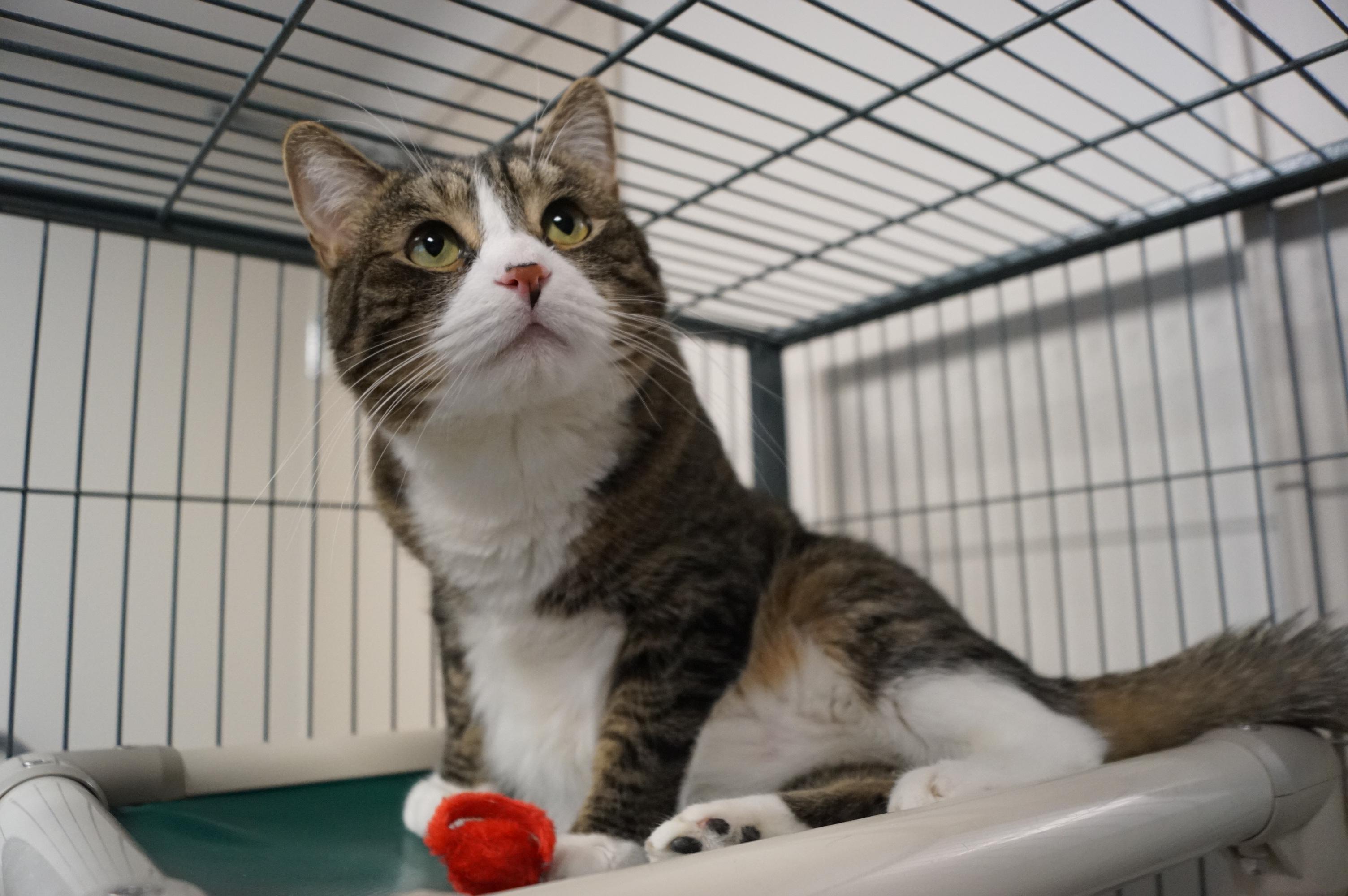 Enlarge Bumble, a Adoptable mixed breed in New Milford, CT image 5/6