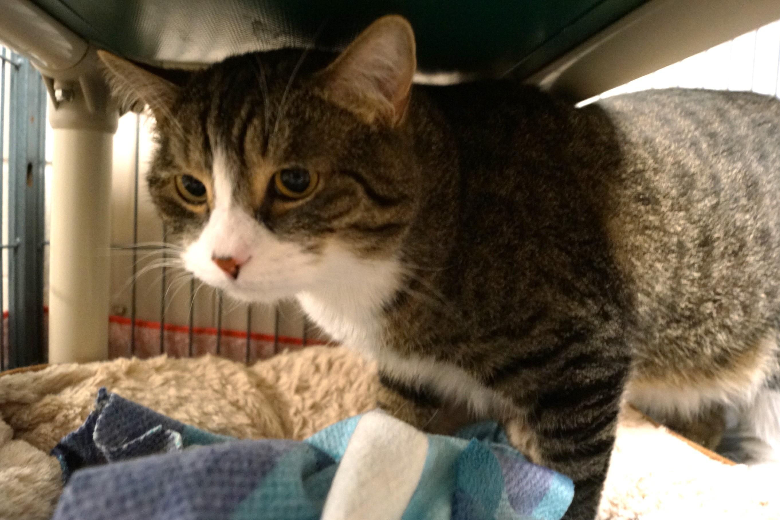 Enlarge Bumble, a Adoptable mixed breed in New Milford, CT image 3/6