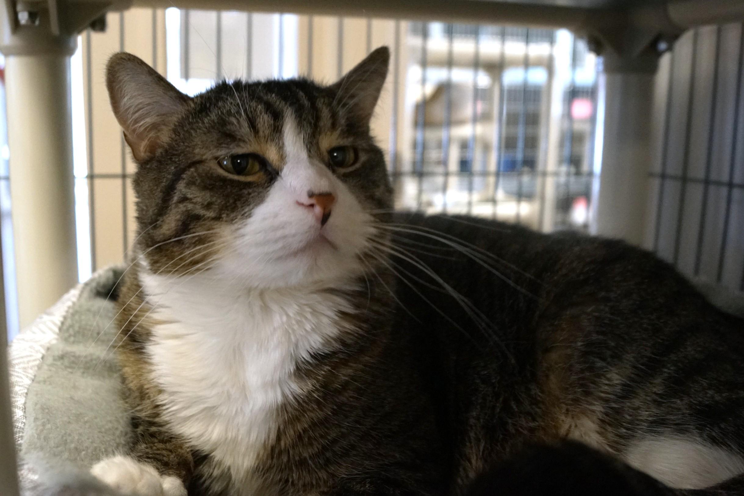 Enlarge Bumble, a Adoptable mixed breed in New Milford, CT image 1/6