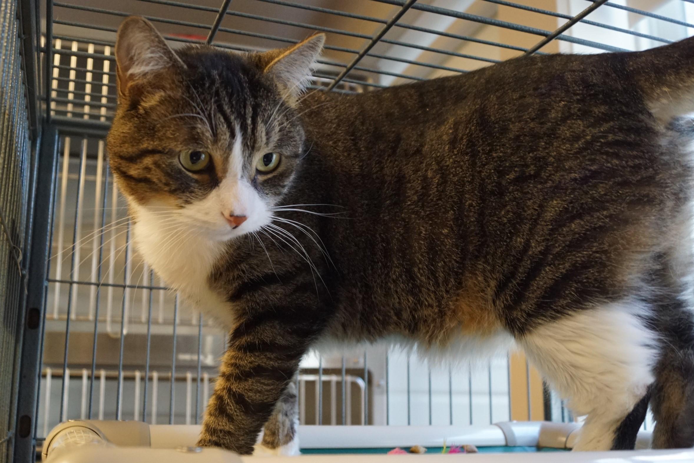 Enlarge Bumble, a Adoptable mixed breed in New Milford, CT image 4/6