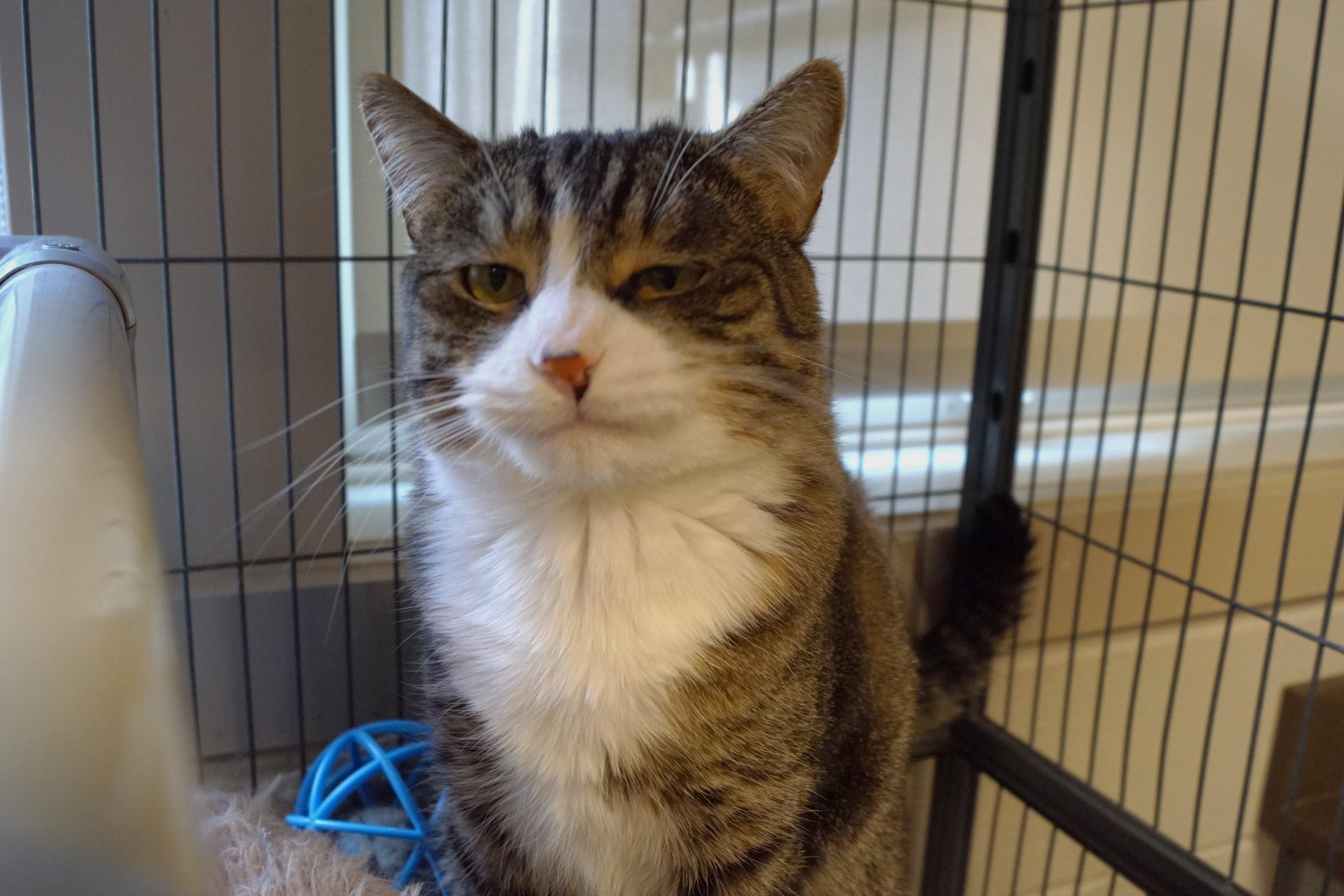 Enlarge Bumble, a Adoptable mixed breed in New Milford, CT image 3/6