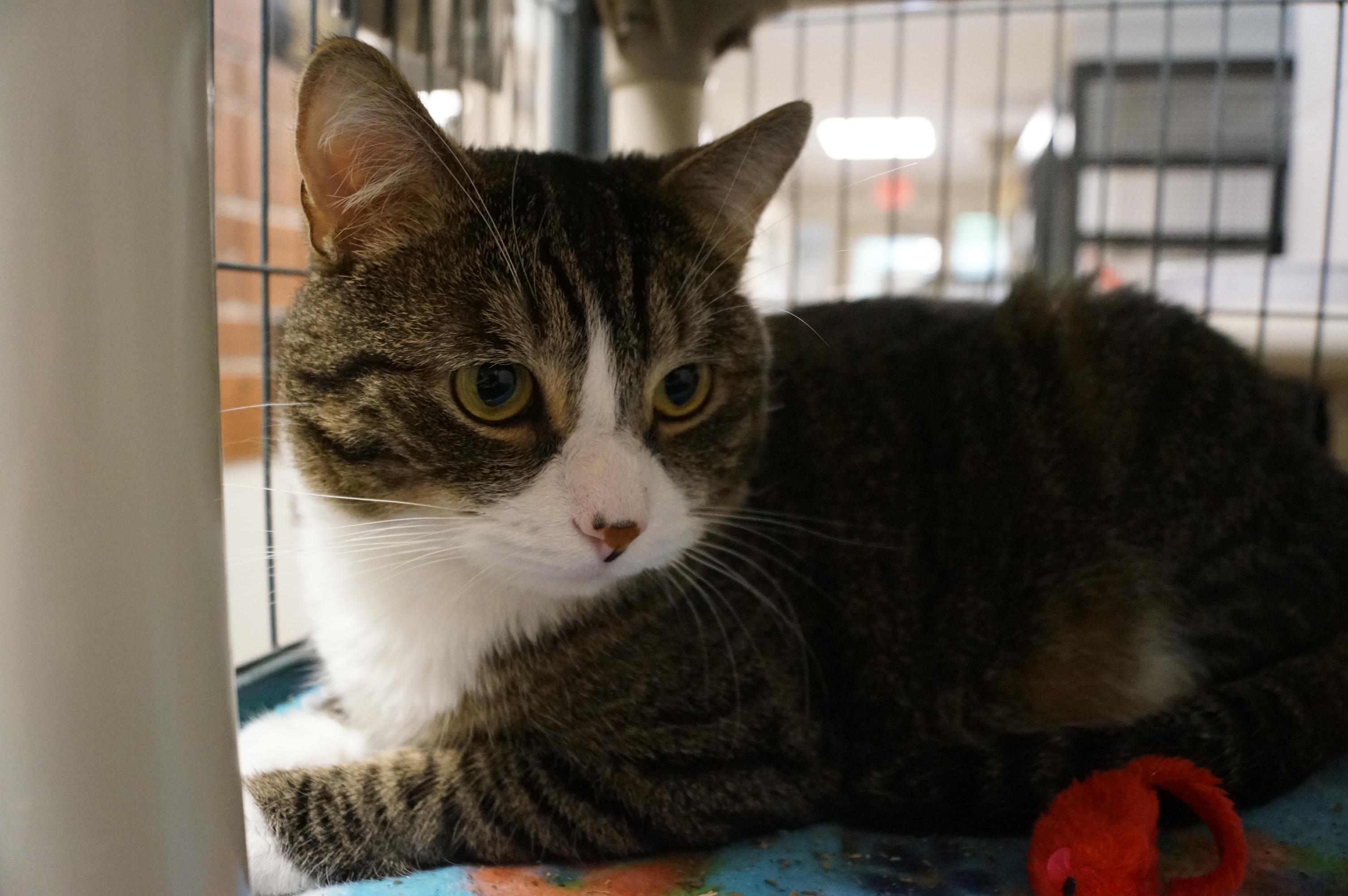 Enlarge Bumble, a Adoptable mixed breed in New Milford, CT image 5/6