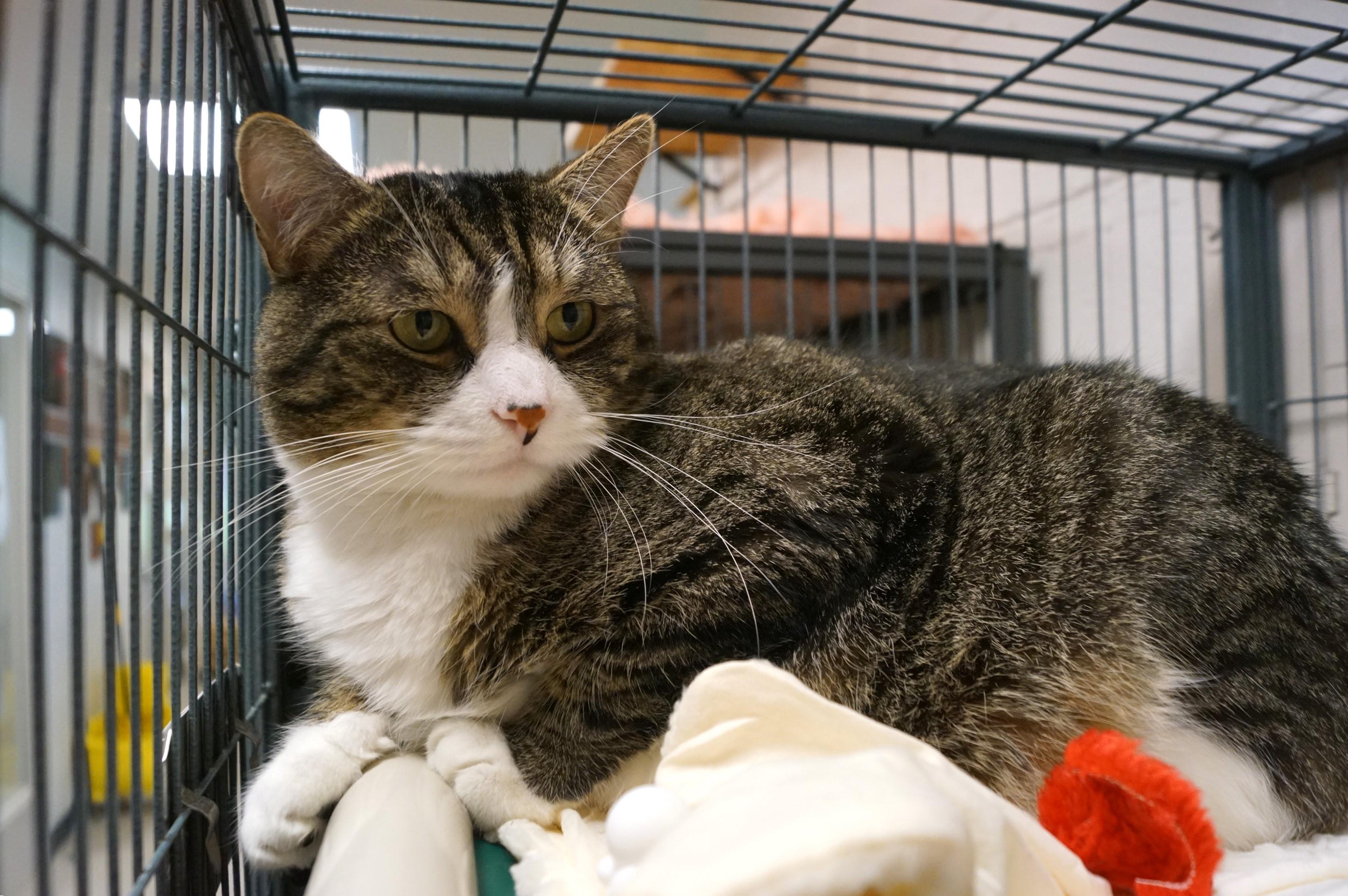 Enlarge Bumble, a Adoptable mixed breed in New Milford, CT image 6/6