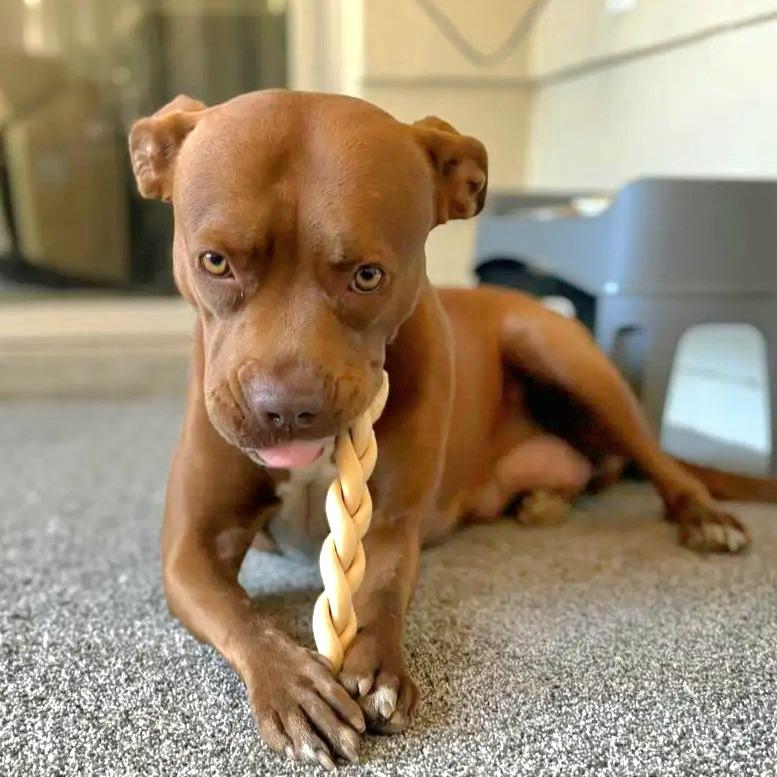Bright eyes, Adoptable, Adult Female Mixed Breed.