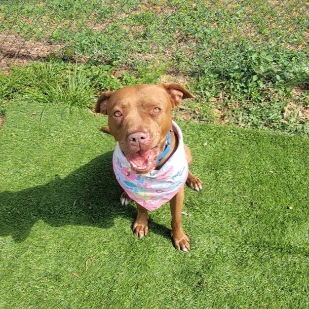 Bright eyes, a Adoptable Mixed Breed in Lake Panasoffkee, FL image 3/6