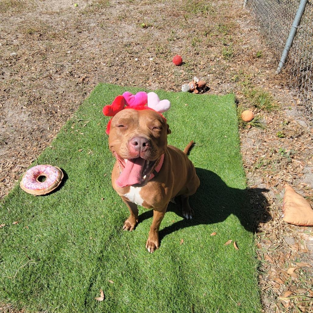 Bright eyes, a Adoptable Mixed Breed in Lake Panasoffkee, FL image 6/6