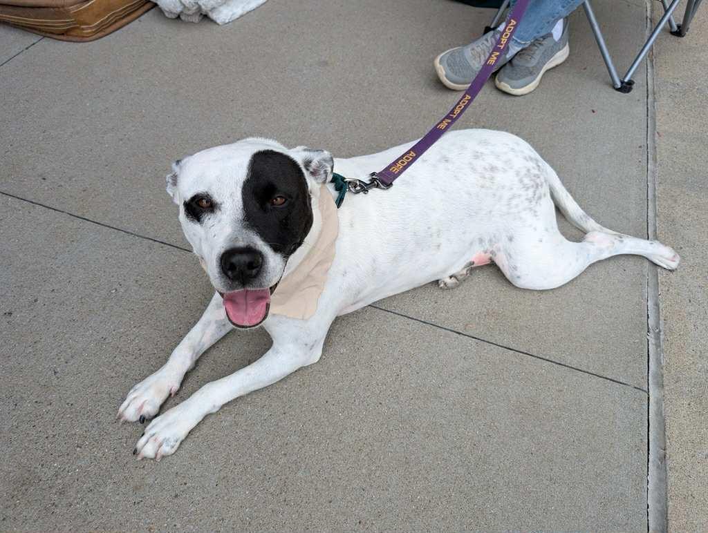 Alice (mm), Adoptable, Adult Female Pit Bull Terrier.