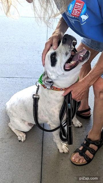 Alice (mm), a Adoptable Pit Bull Terrier in White Bluff, TN image 2/3
