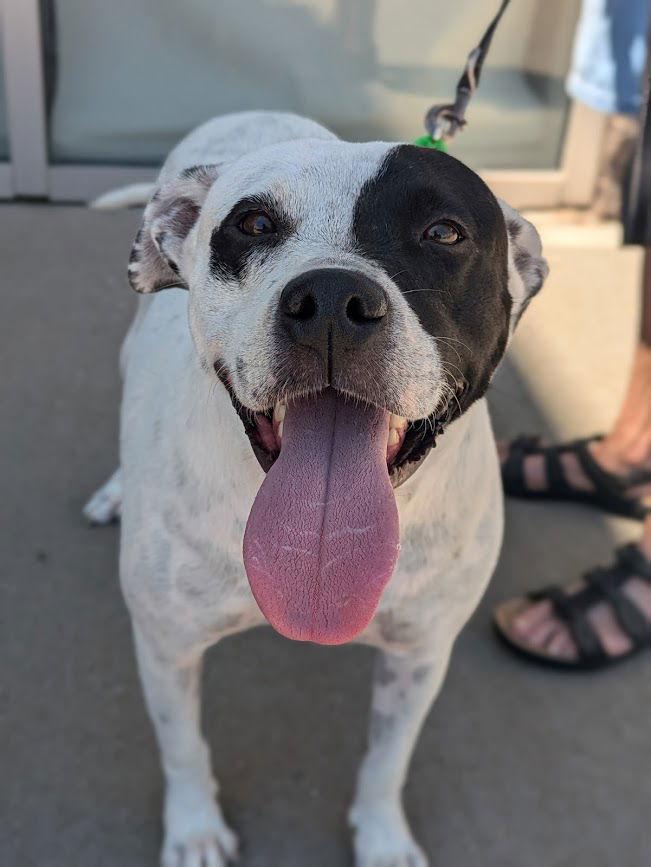 Alice (mm), a Adoptable Pit Bull Terrier in White Bluff, TN image 3/3