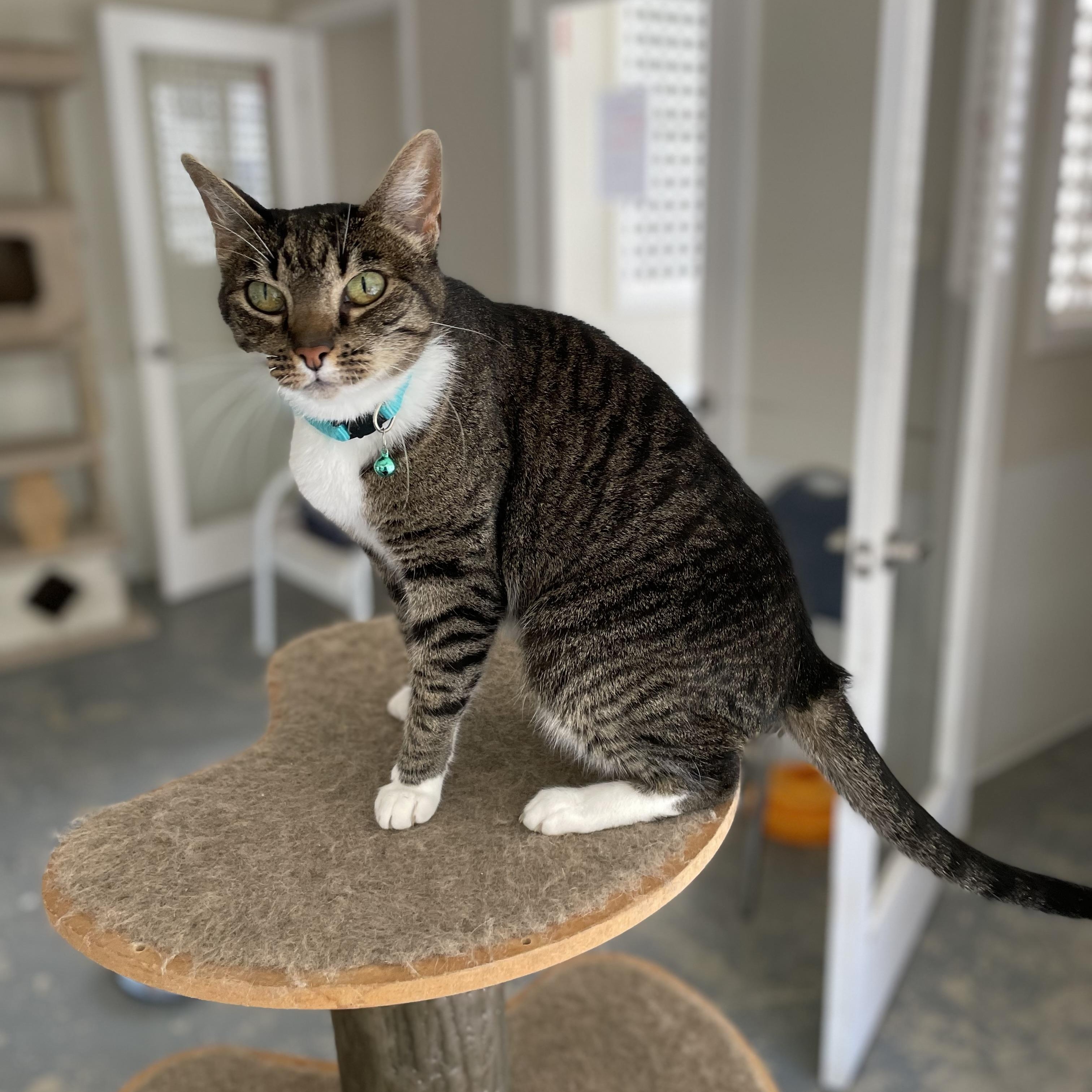 Jimmy, Adoptable, Senior Female Domestic Short Hair & Tabby.