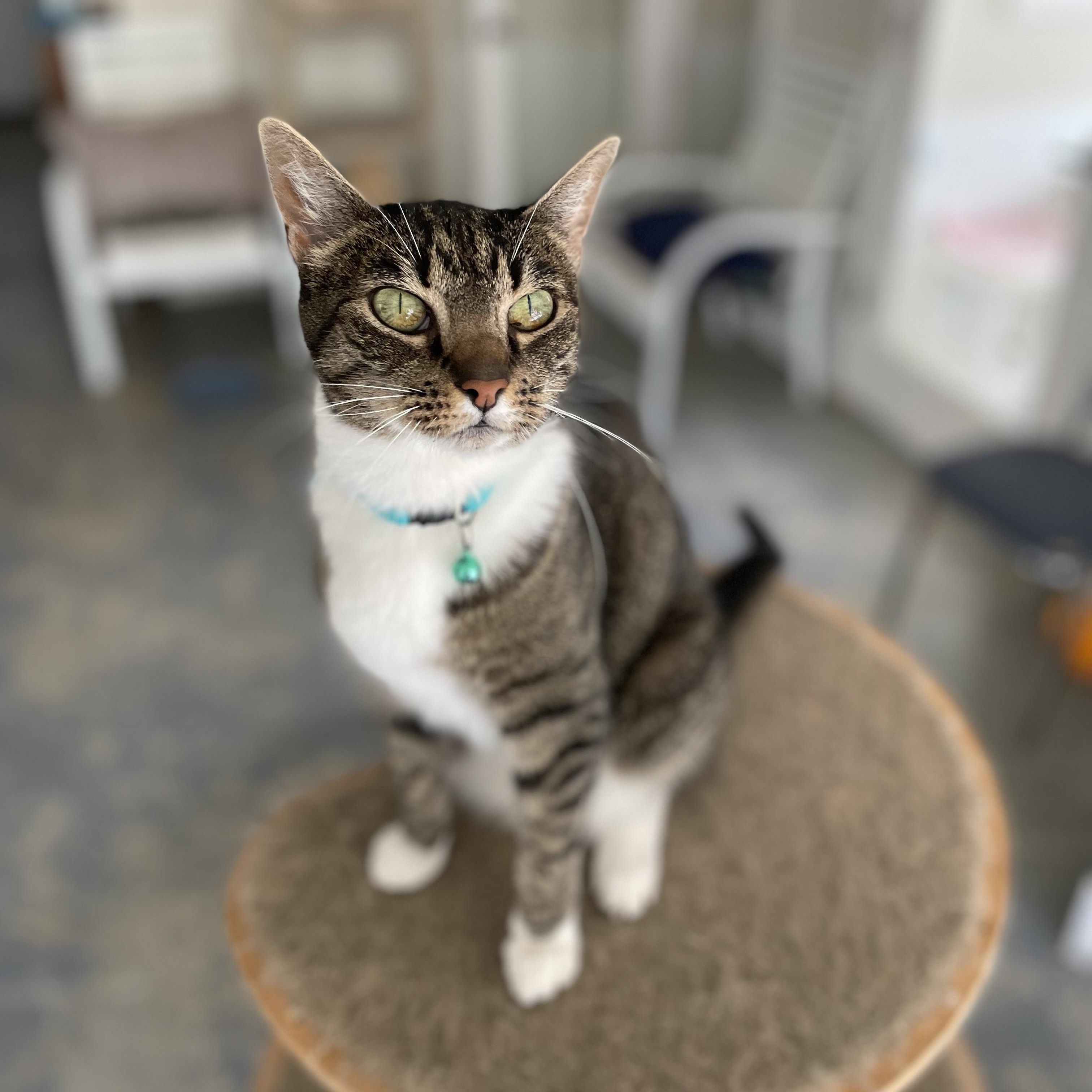 Enlarge Jimmy, a Adoptable mixed breed in Hollister, CA image 2/6